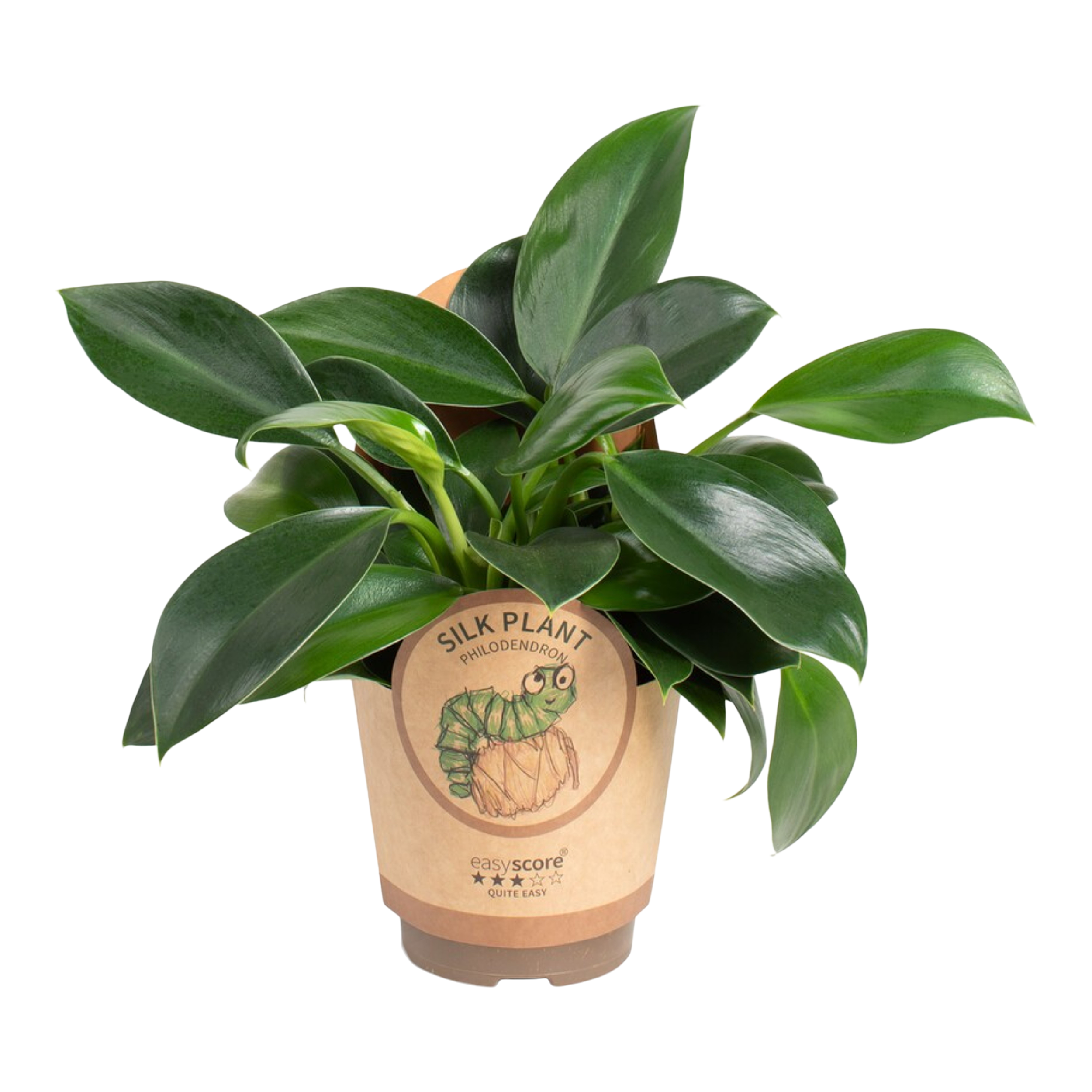 Filodendron mix Philodendron mix 25-35 cm