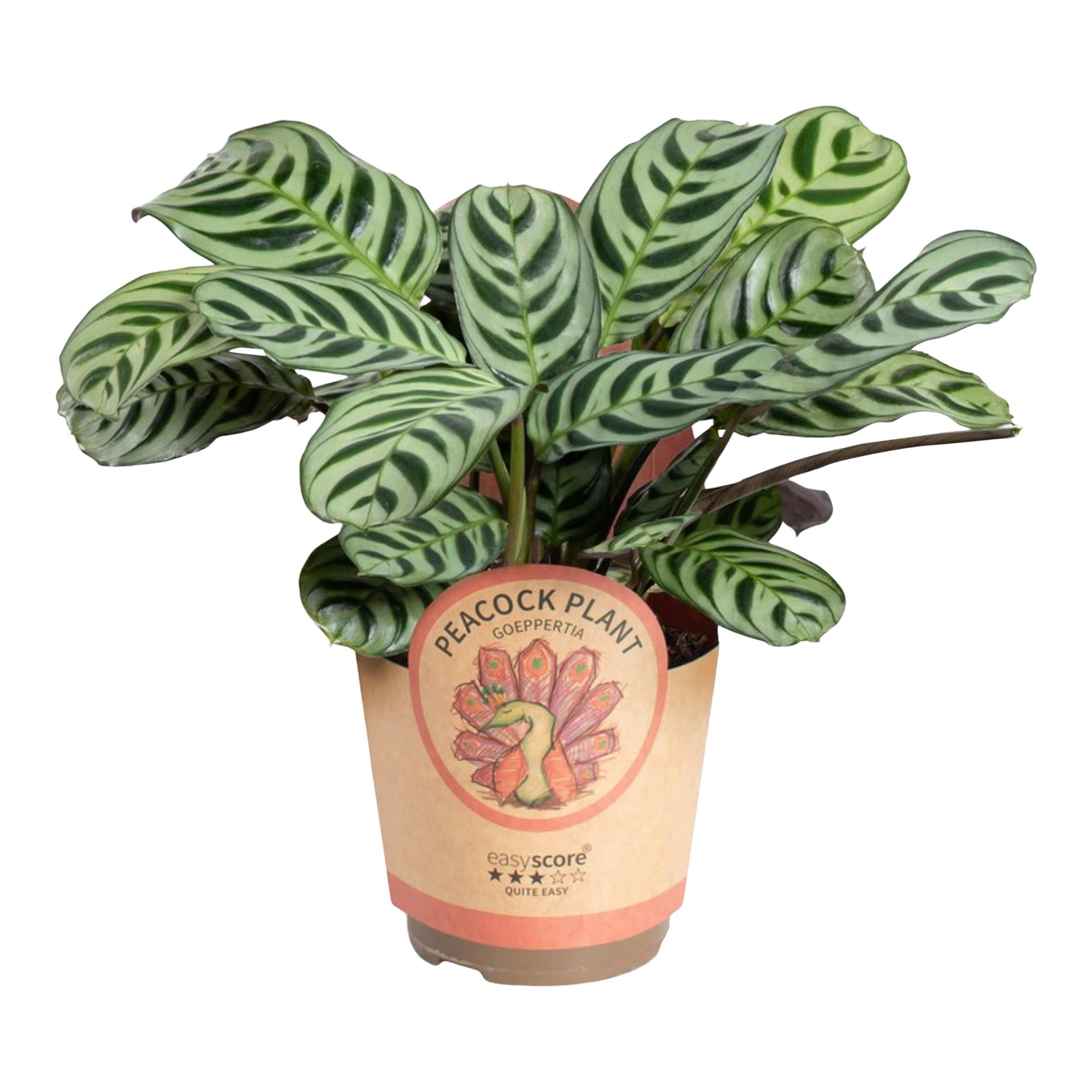 Kalatea mix Calathea mix 12-15 cm
