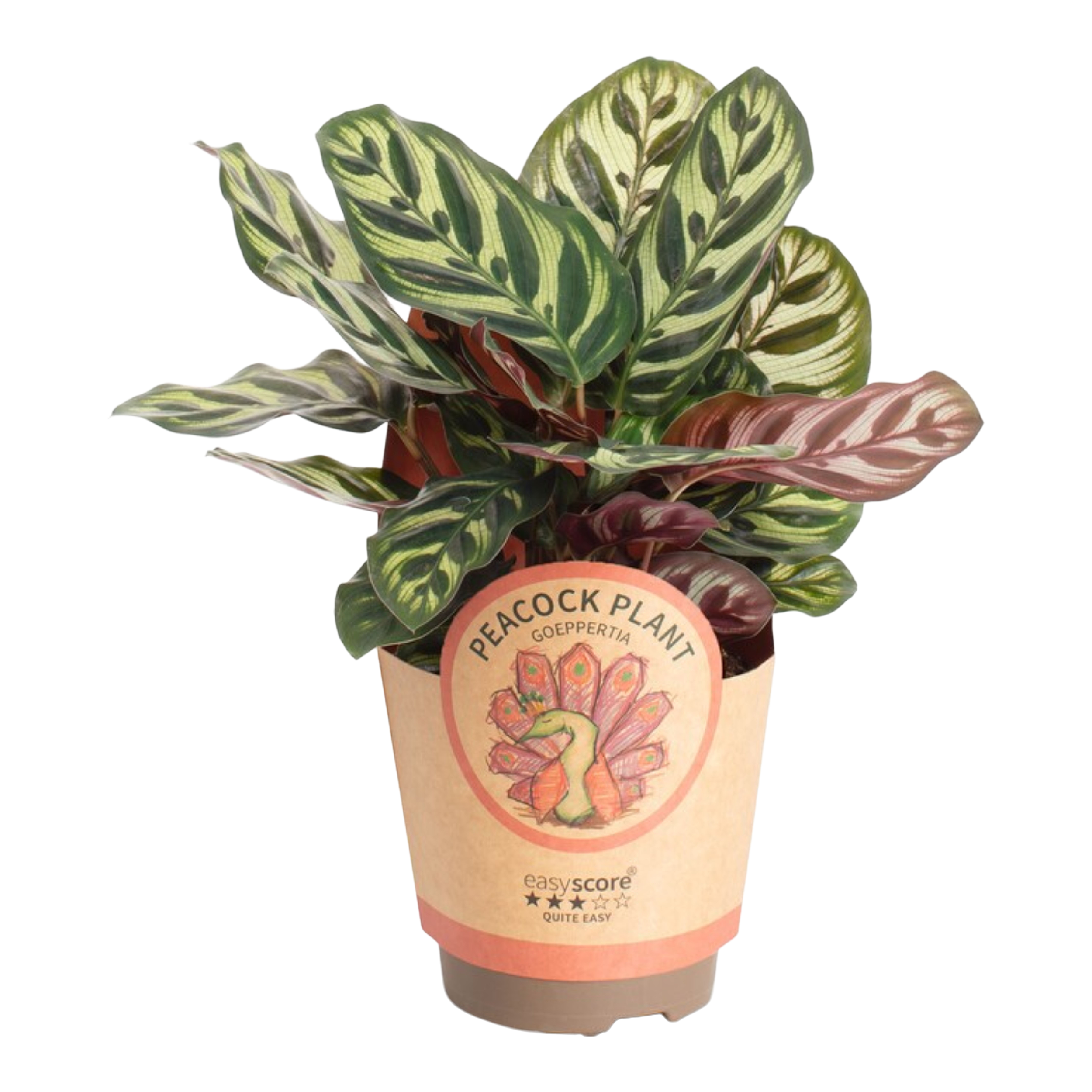 Kalatea mix Calathea mix 18-22 cm