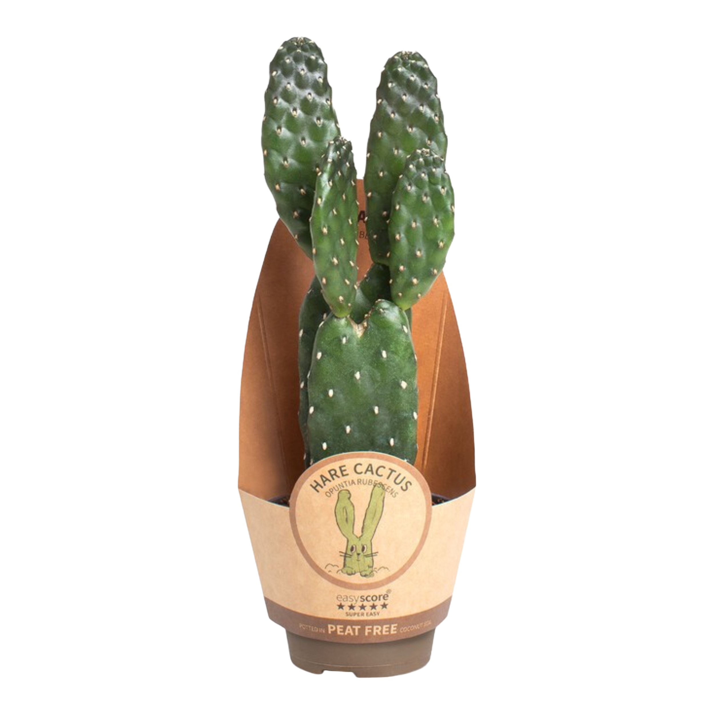 Opuncja Opuntia 15-20 cm - Leroy Merlin
