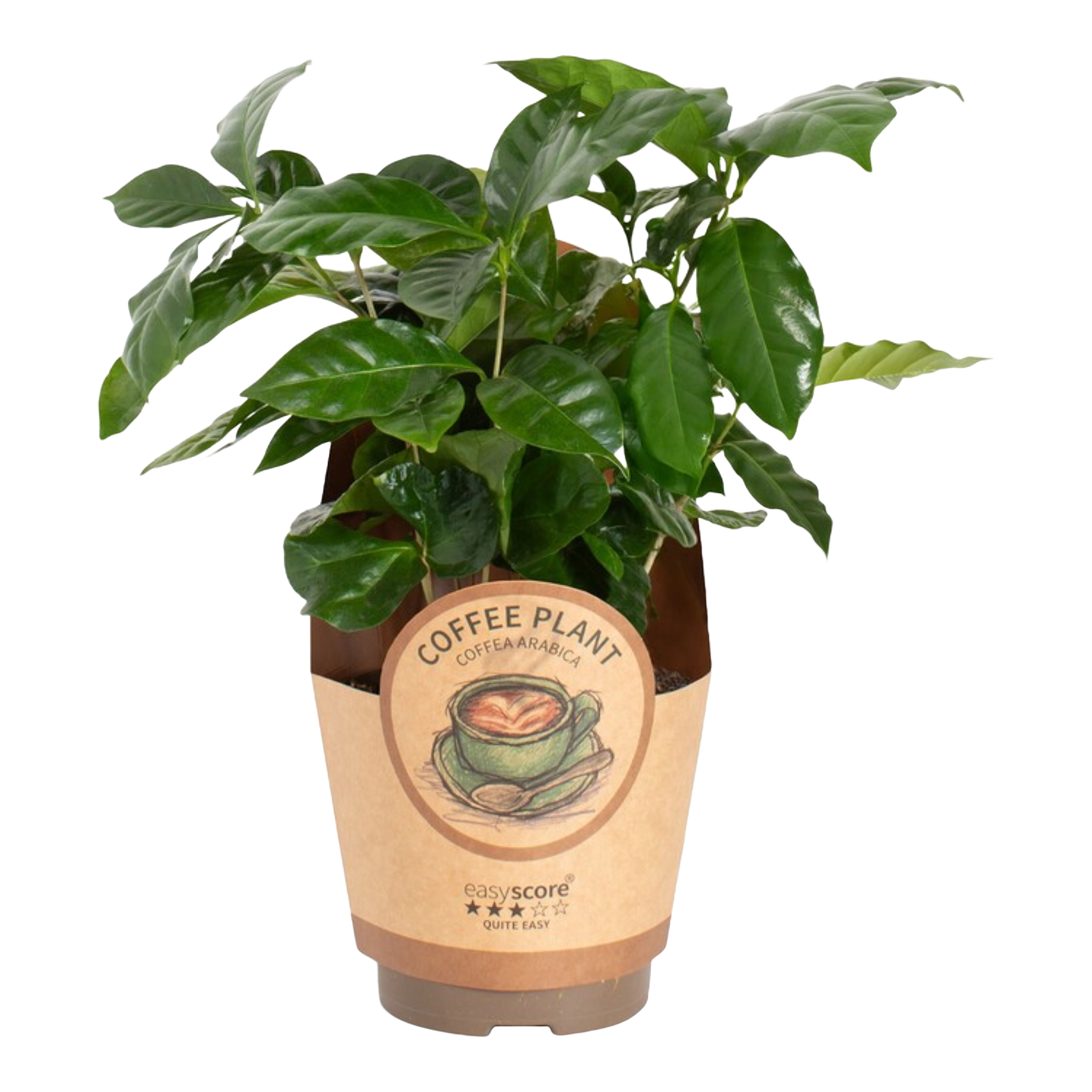 Kawa Coffea Arabica 25-30 cm