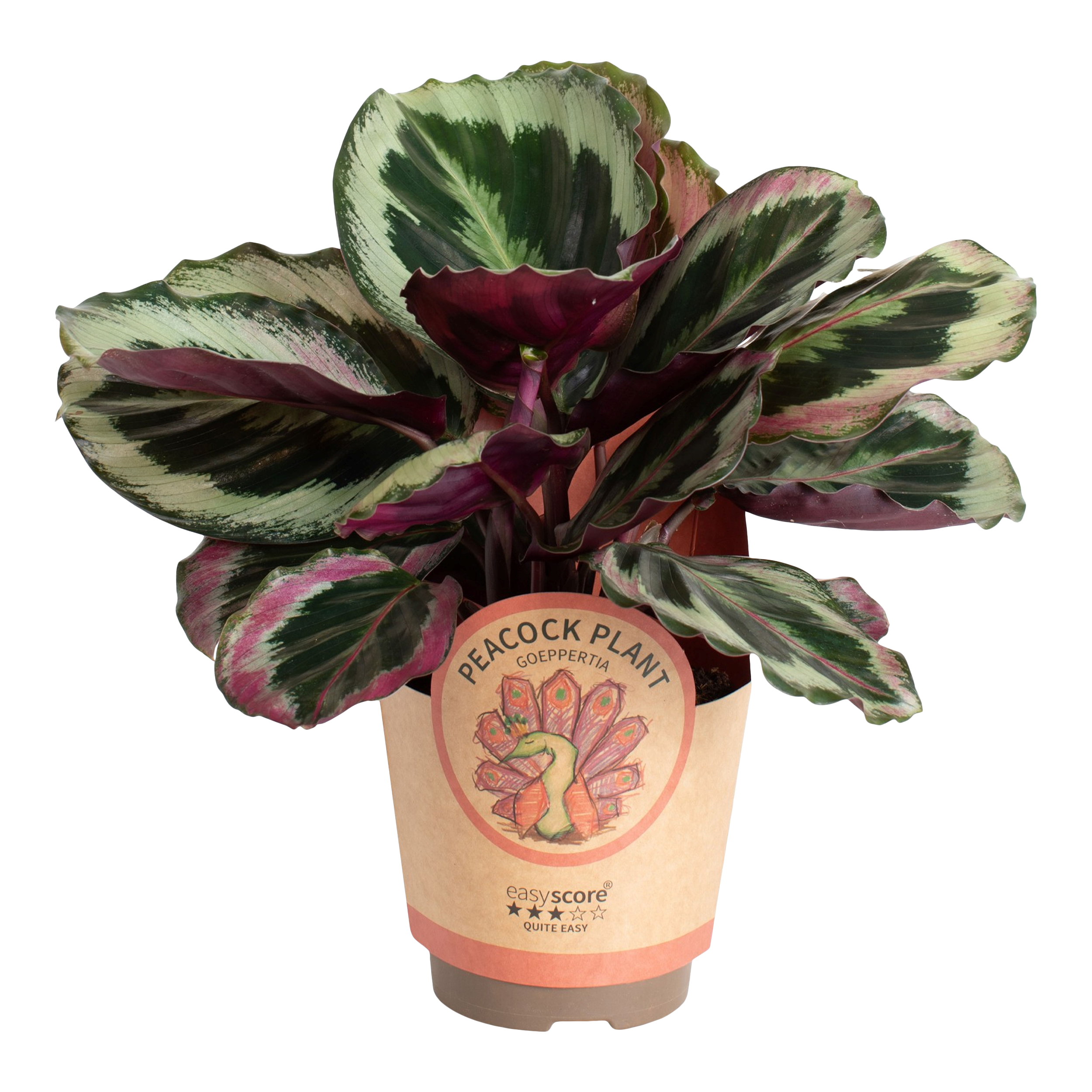 Kalatea mix Calathea mix 25-35 cm