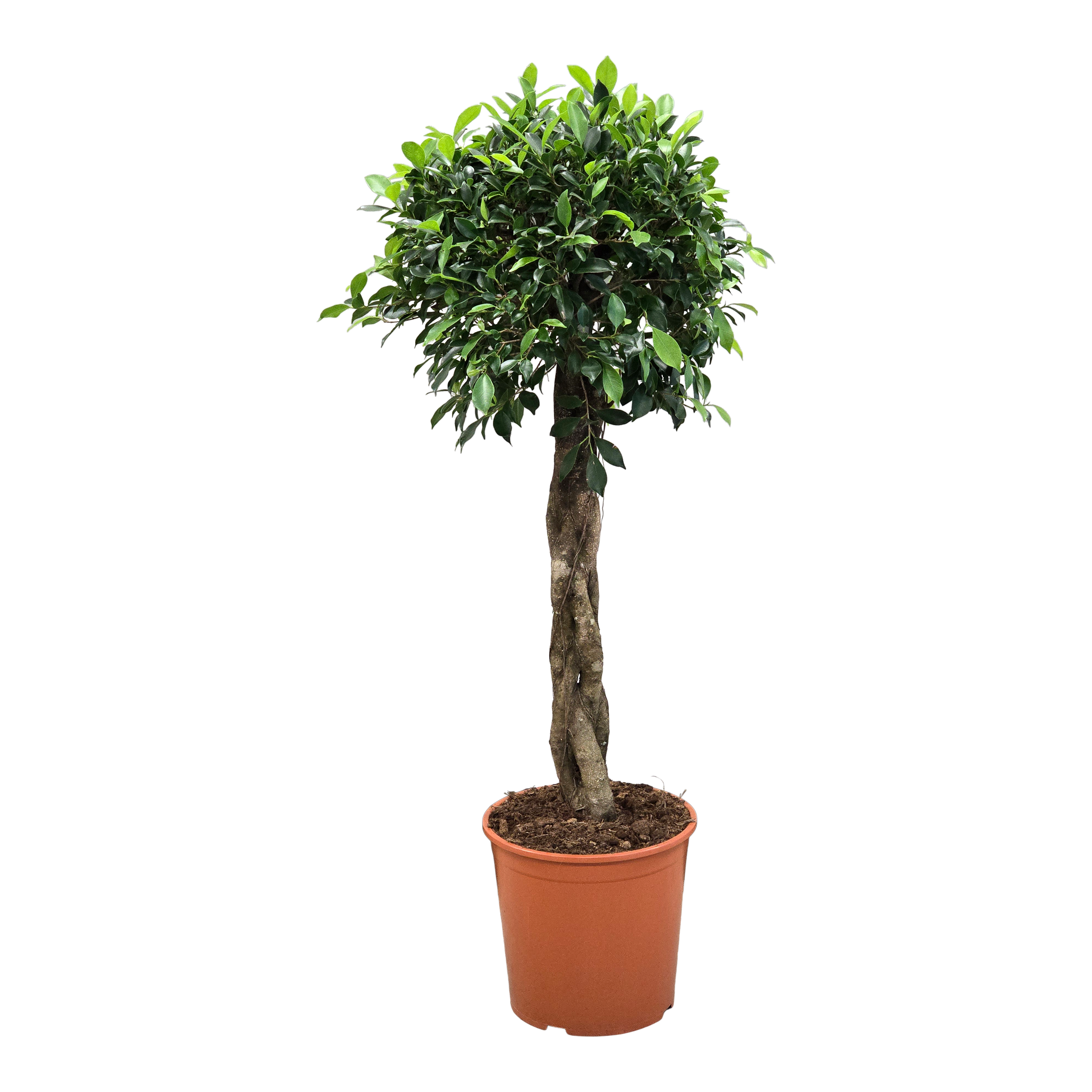 Fikus Nitida forma pleciona Ficus Nitida 130 cm - Leroy Merlin
