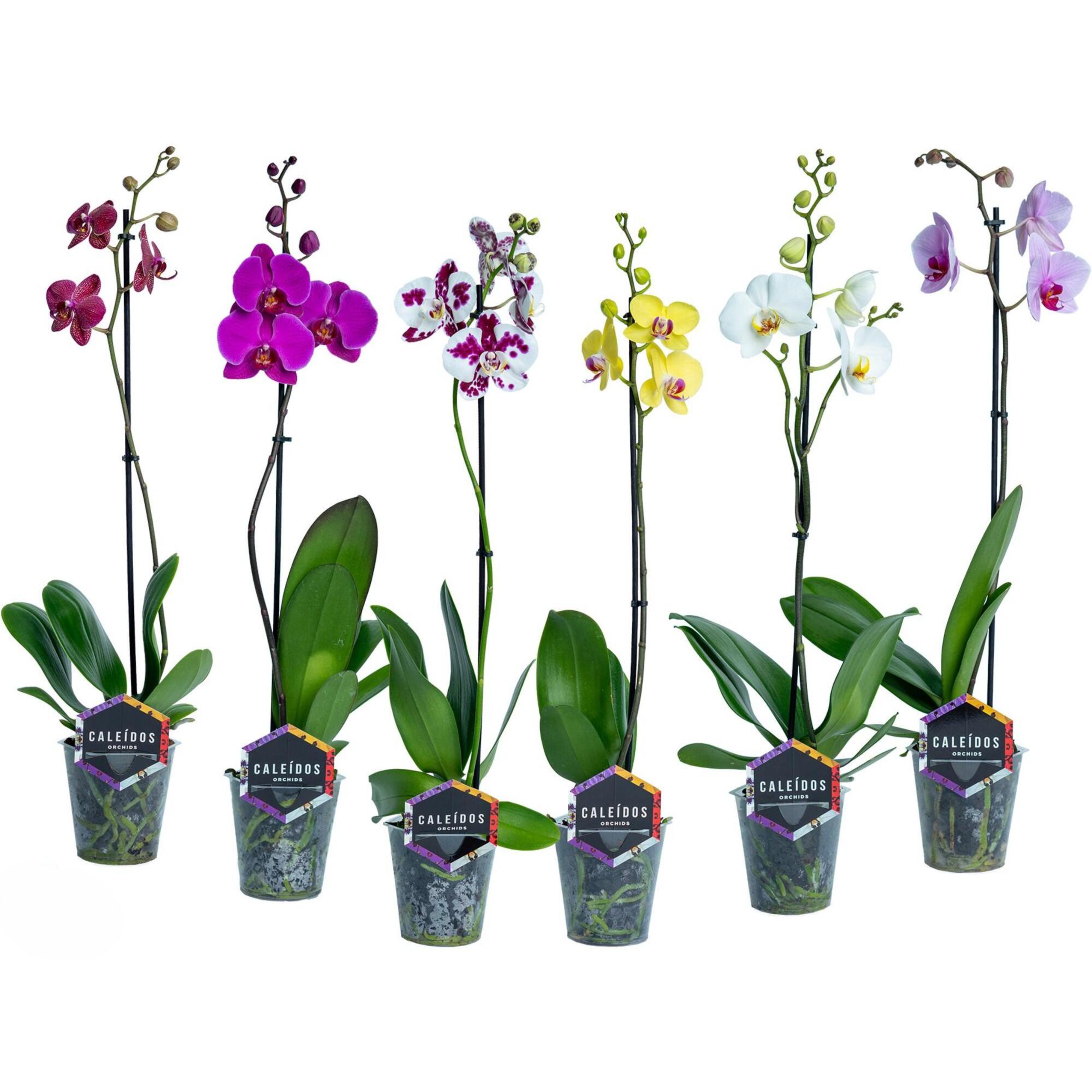 Orhidee Phalaenopsis, 1 tija, H 55 - 65 cm, Ø ghiveci 12 cm, diverse culori