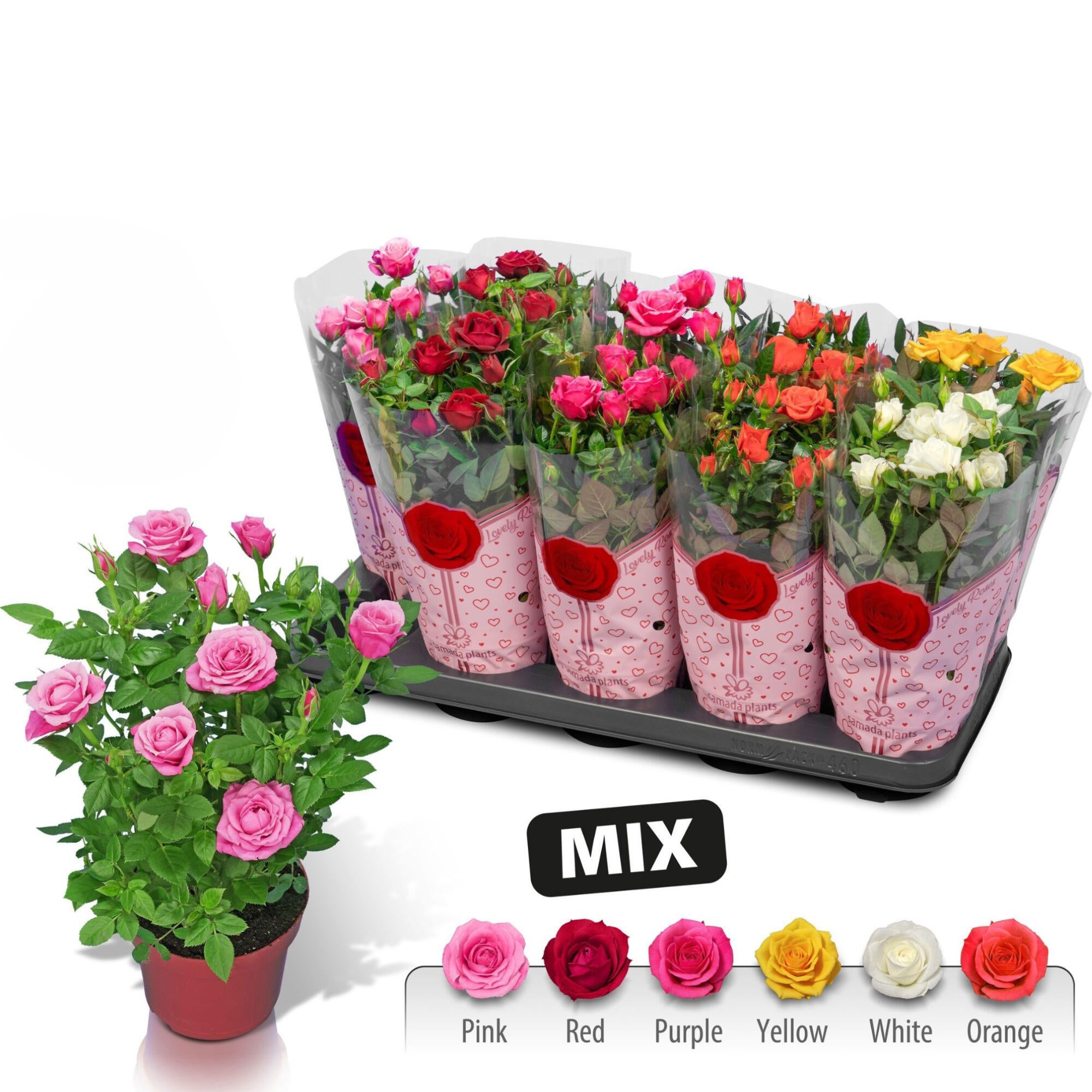 Planta cu flori, trandafir, H 30 cm, Ø ghiveci 12 cm, diverse culori