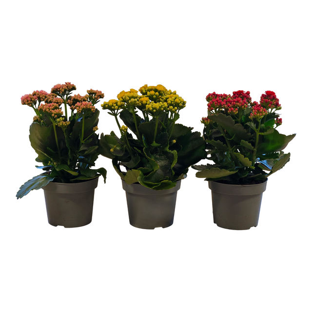 Żyworódka mix Kalanchoe blossfeldiana 25-27 cm
