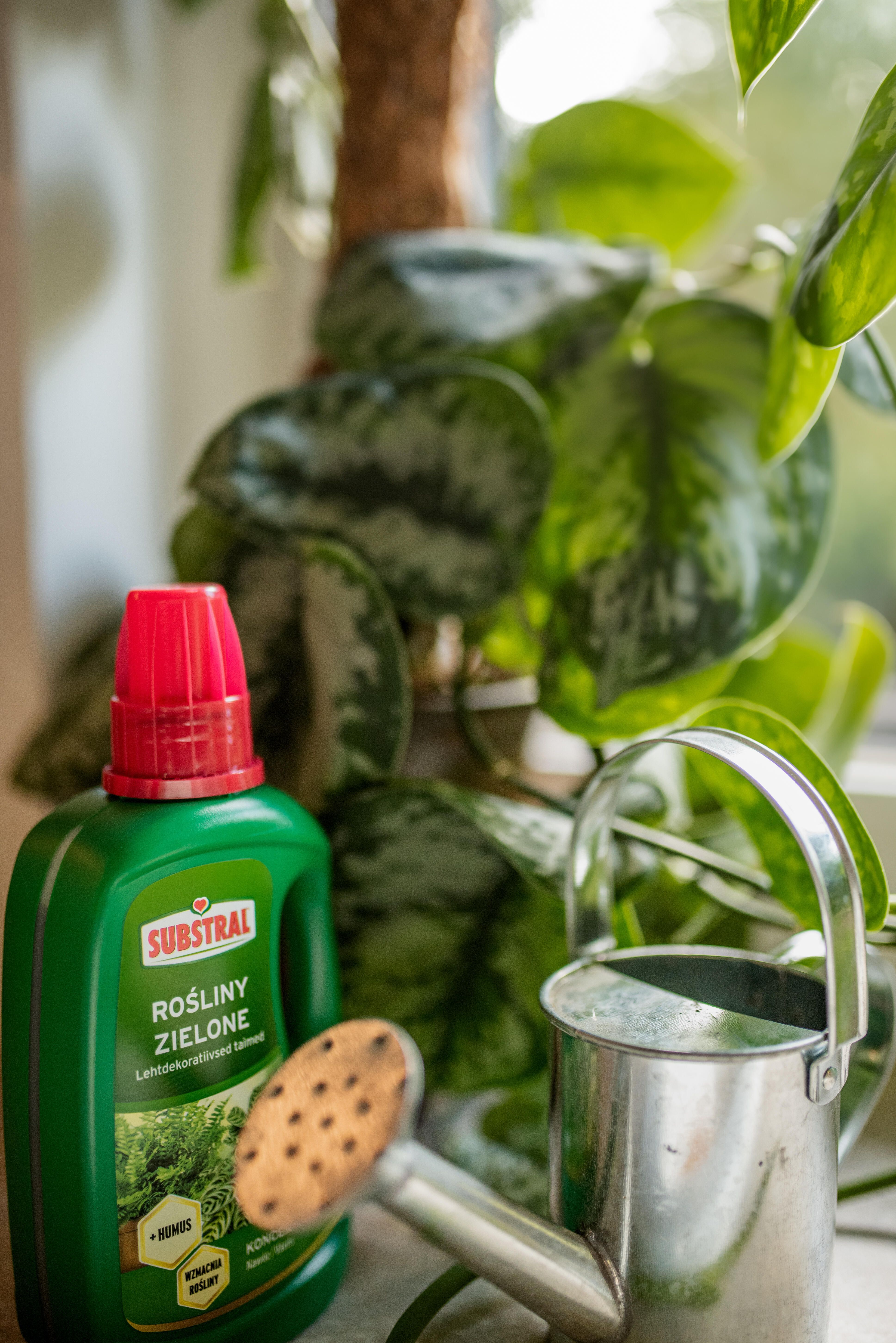 Nawóz do paproci i roślin zielonych 500ml Substral - 2