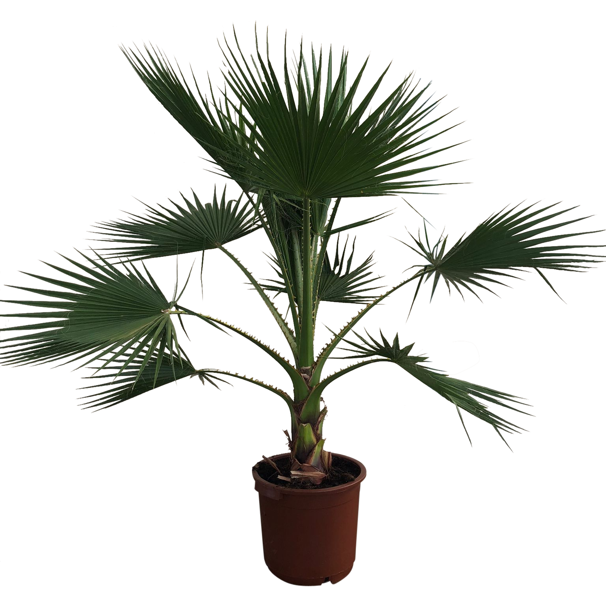 Waszyngtonia 200-220cm
