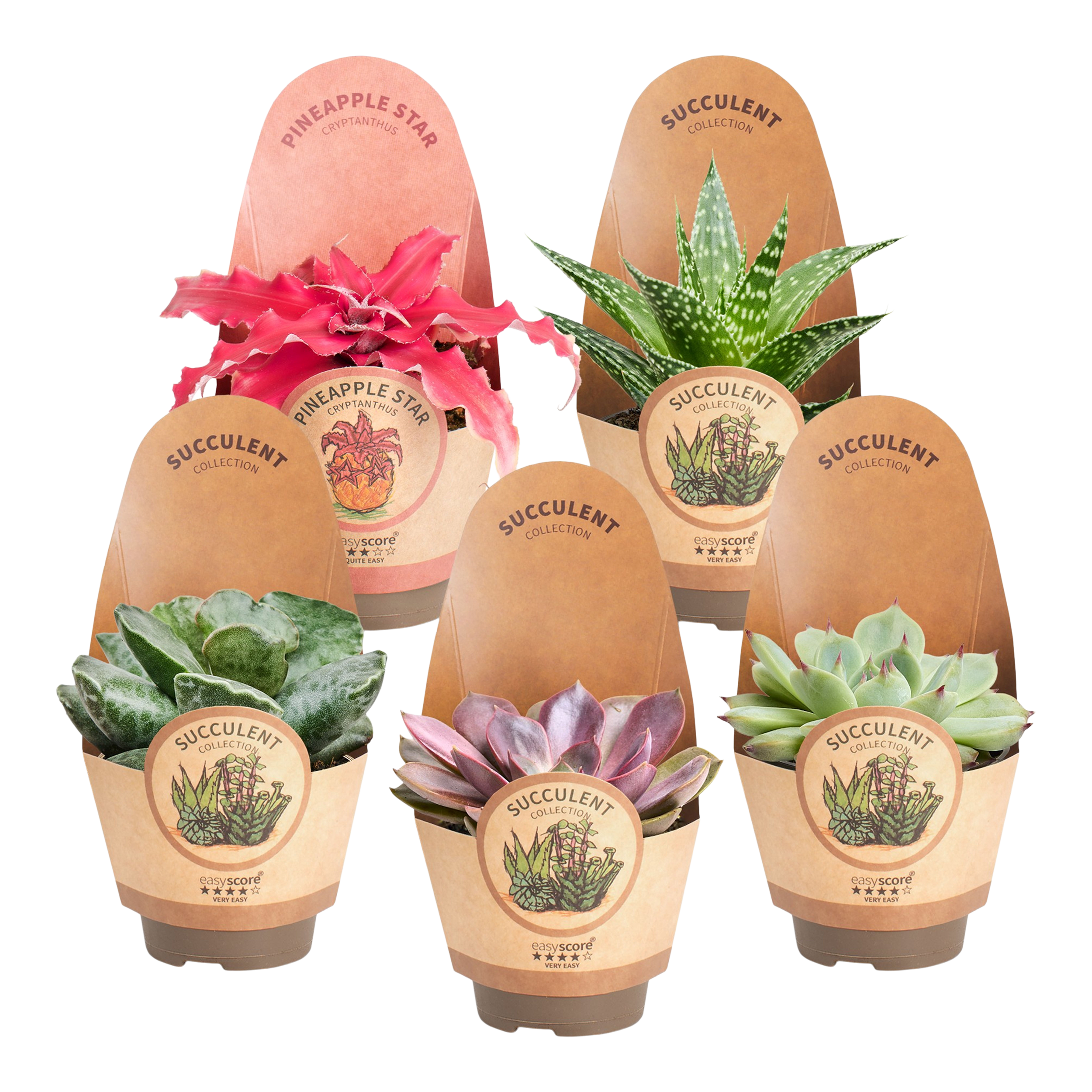Sukulent mix Succulentus mix 10-12 cm - 2