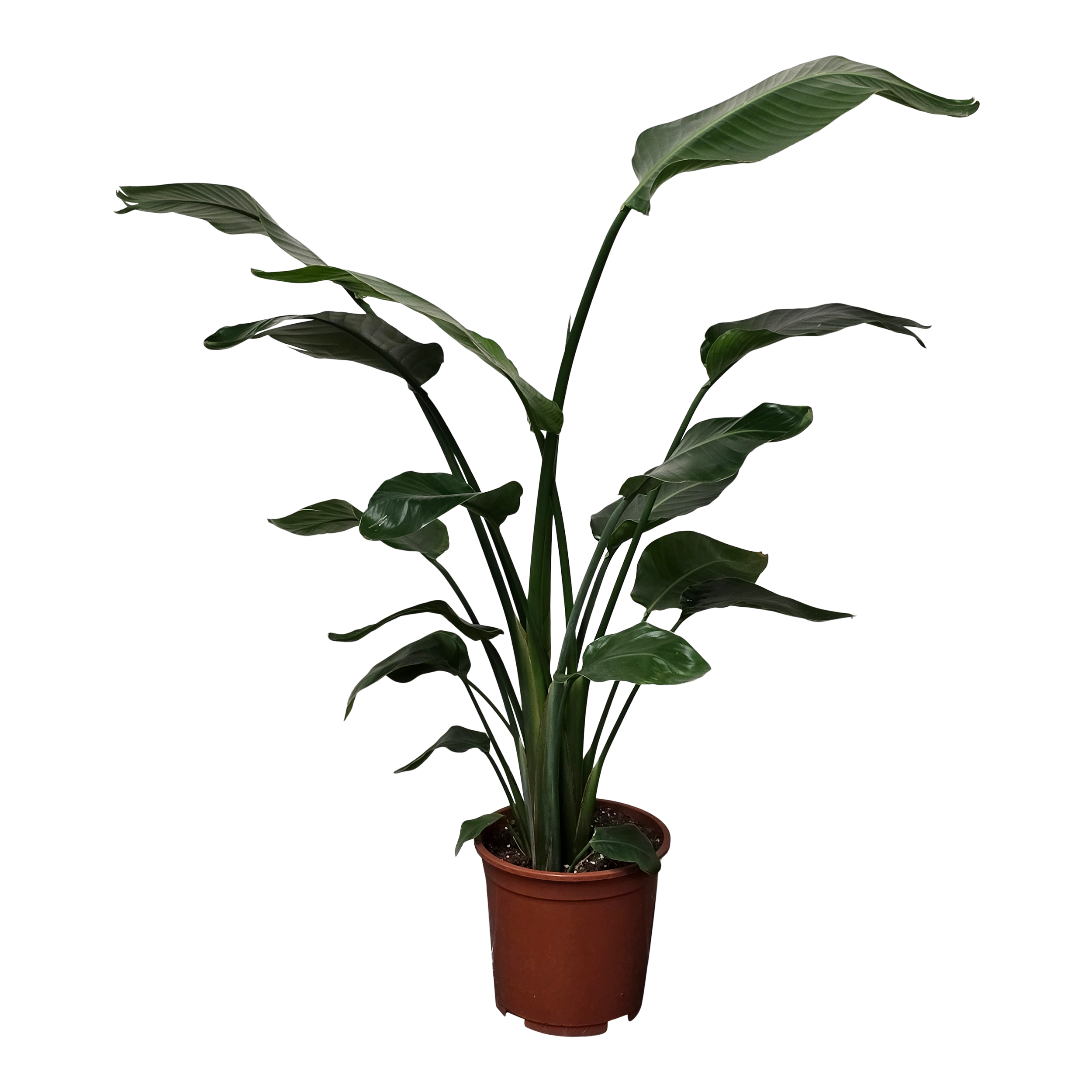 Rośliny zielone mix Pachira, Strelitzia, Ficus 130-160 cm - 3