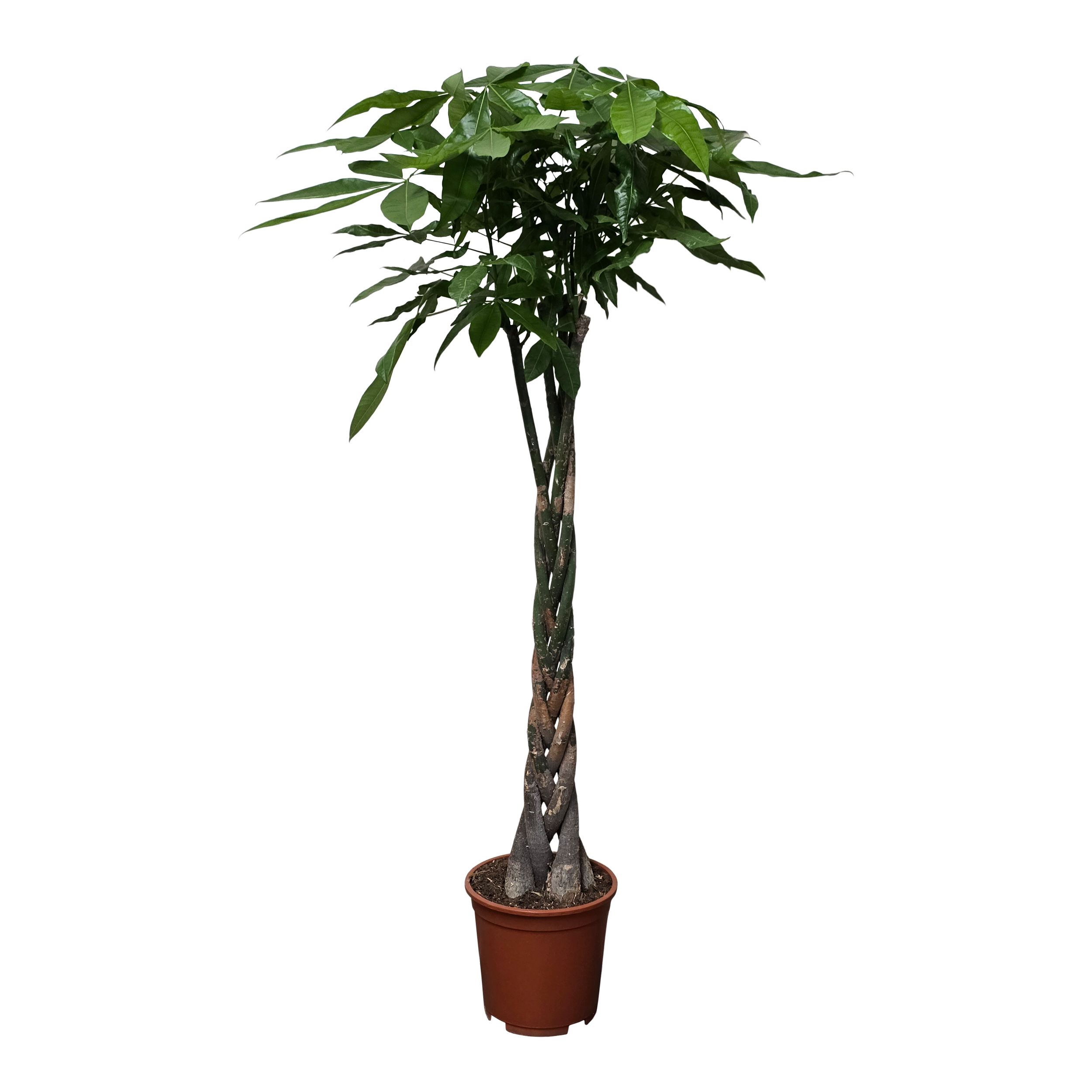 Rośliny zielone mix Pachira, Strelitzia, Ficus 130-160 cm - 2