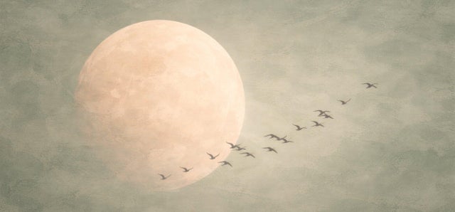 Stampa su tela Luna salvia 100 x 50 cm