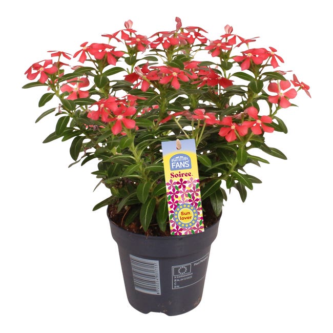 Katarantus catharanthus soiree 20 cm 78890411