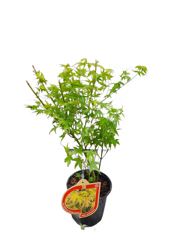 Klon palmowy Acer palmatum 30-40 cm
