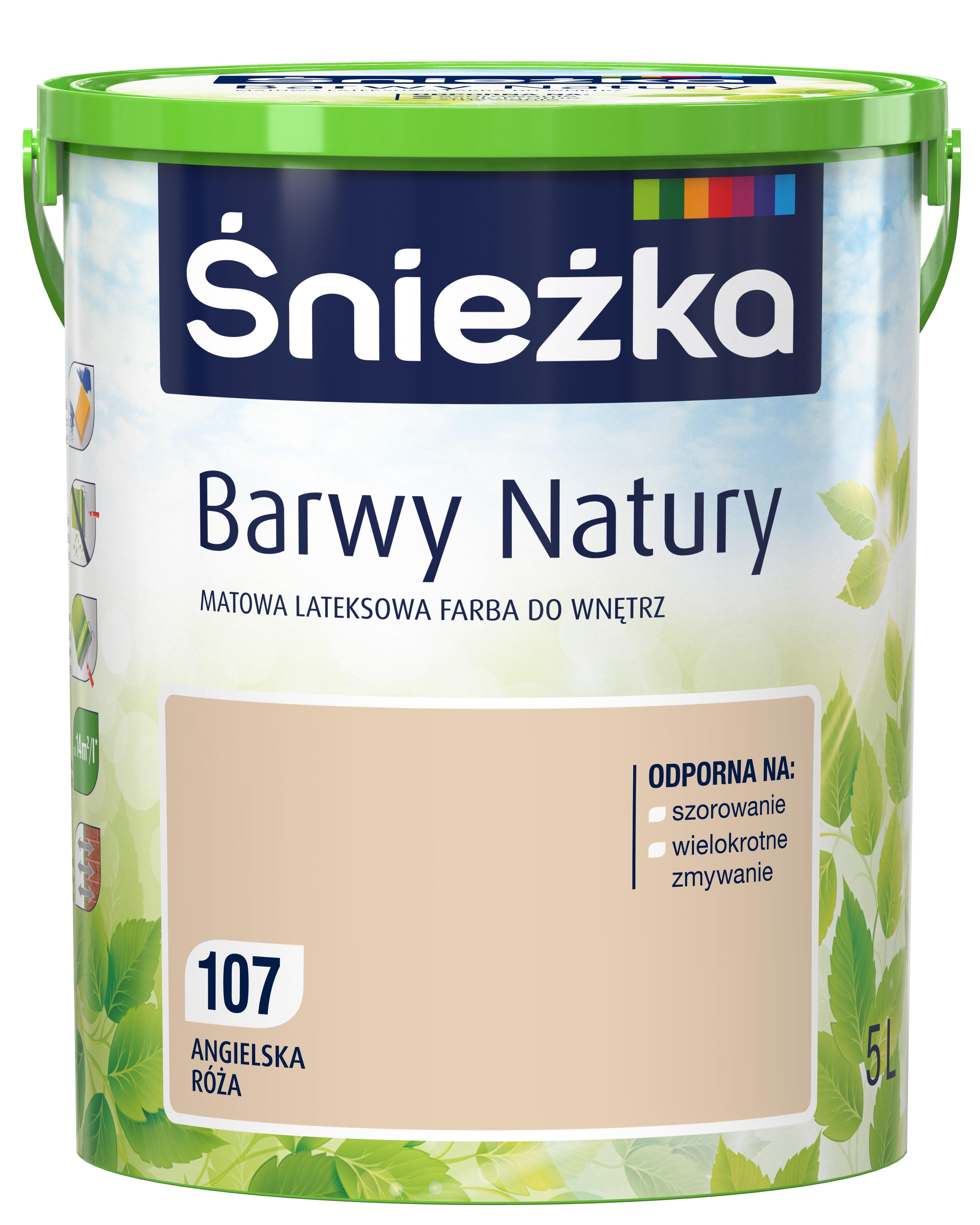 angielska róża