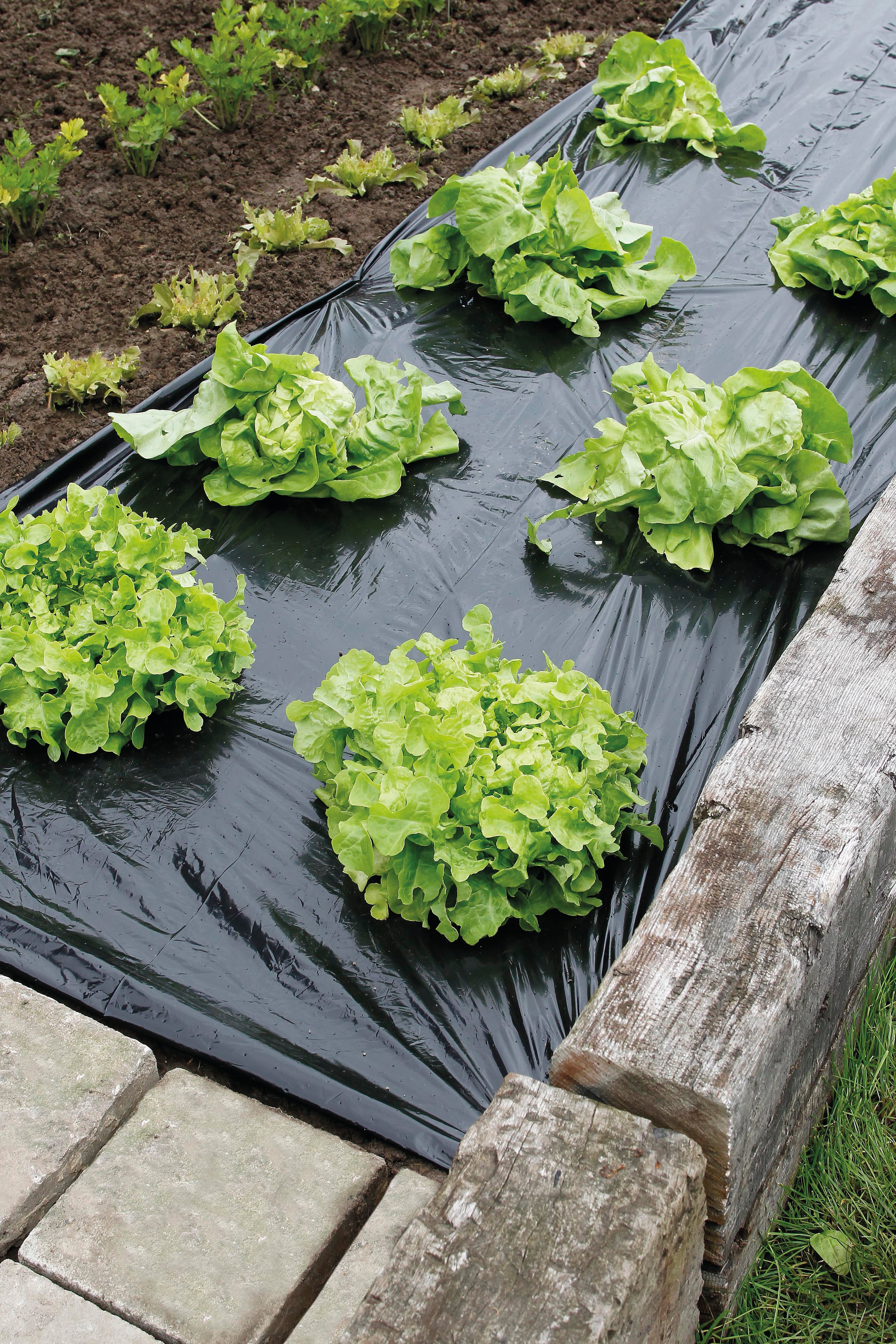 Film De Paillage Polyéthylène Noir 1.2 X 12 Mètres