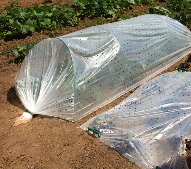 Film de forçage perforé pour potager GEOLIA 2x5 m