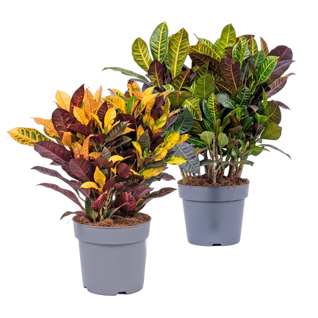 Kroton Codiaeum 60-75 cm