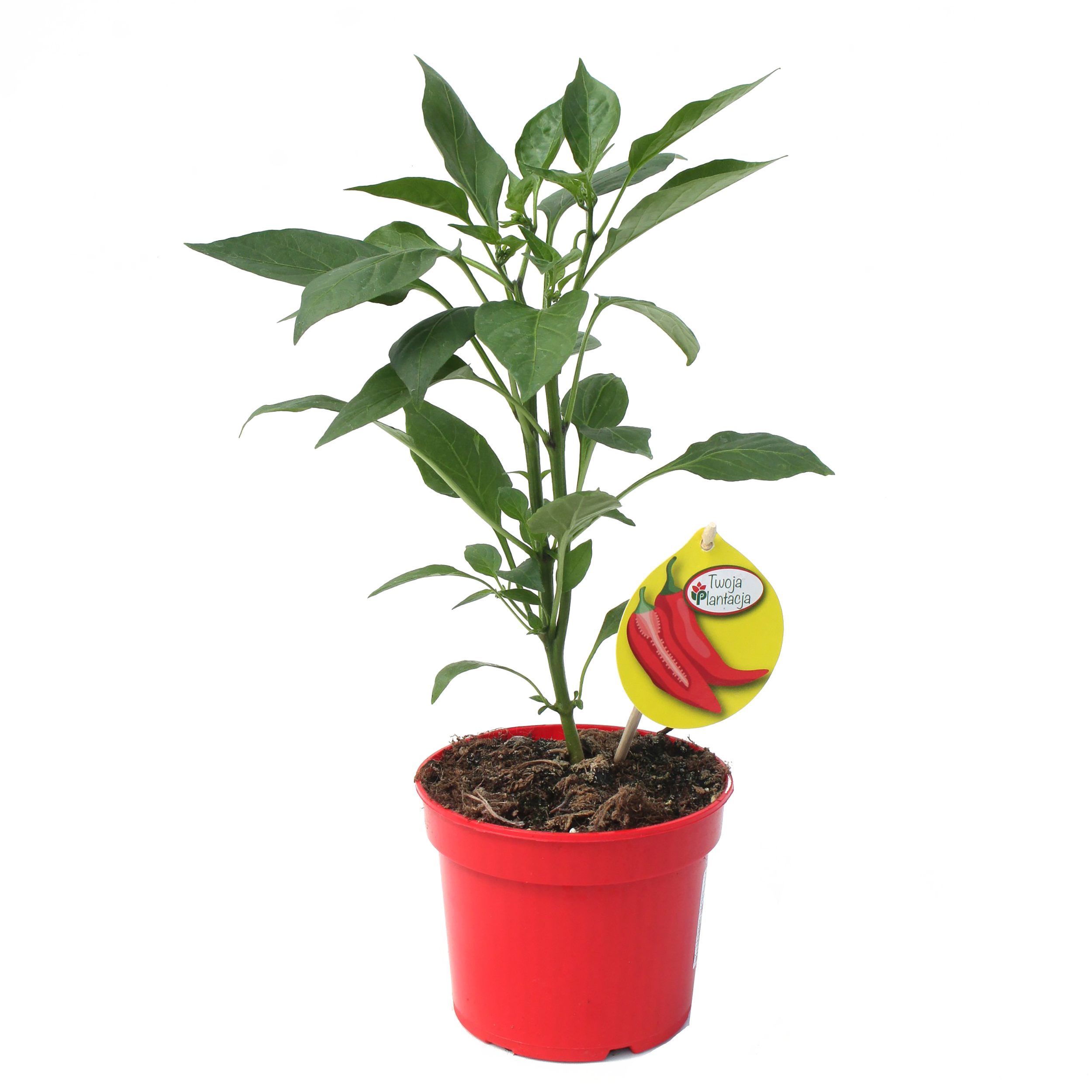 Papryka na balkon sadzonka mix 30 cm 71226003