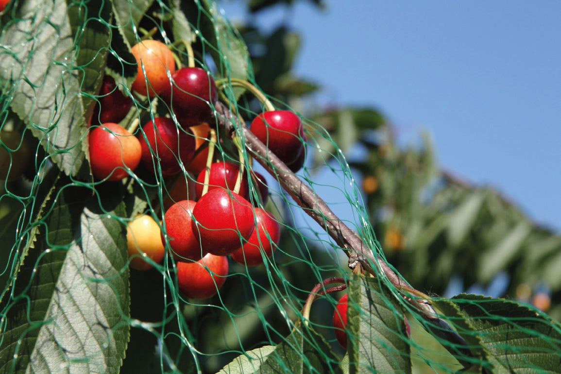 Filet de protection des cultures GEOLIA, l.3 x L.5 m - 2