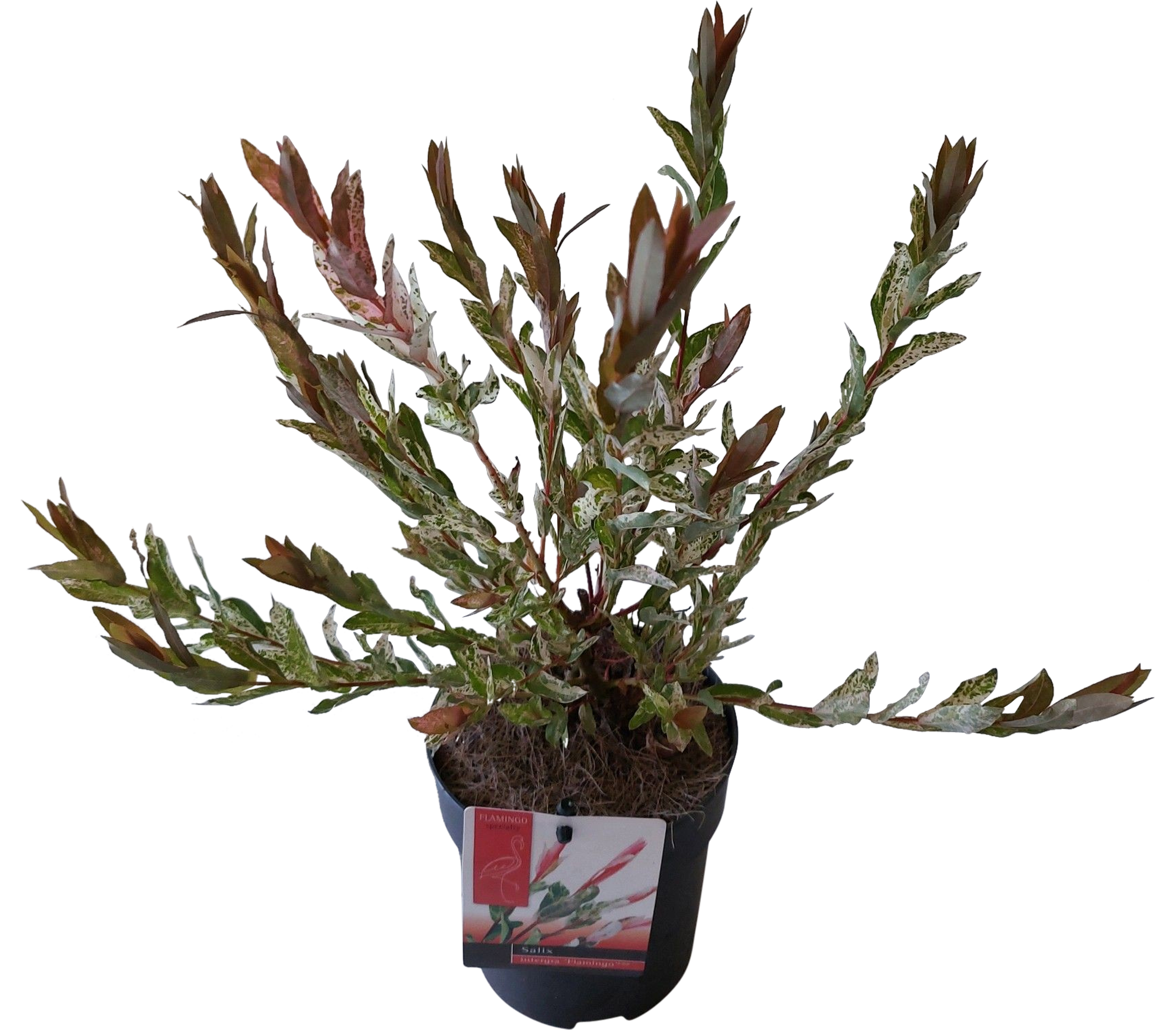Wierzba calolistna flamingo 35 45 cm 71344484