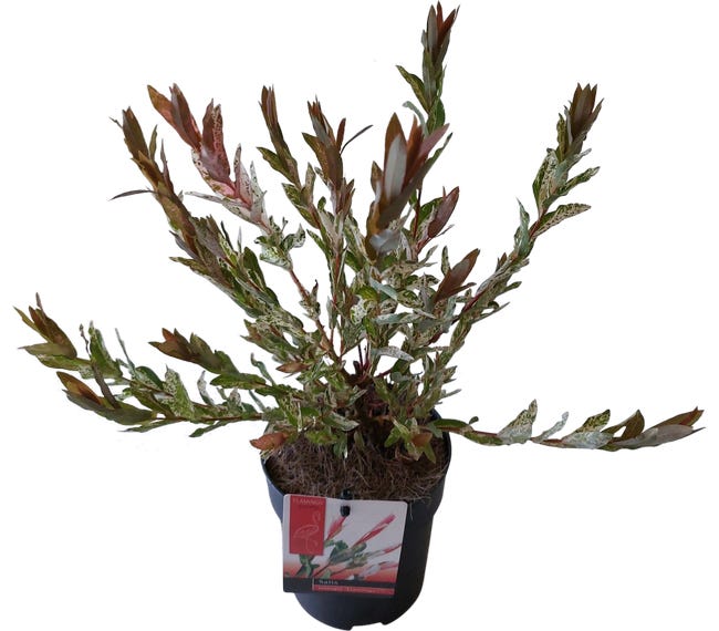 Wierzba calolistna flamingo 35 45 cm 71344484