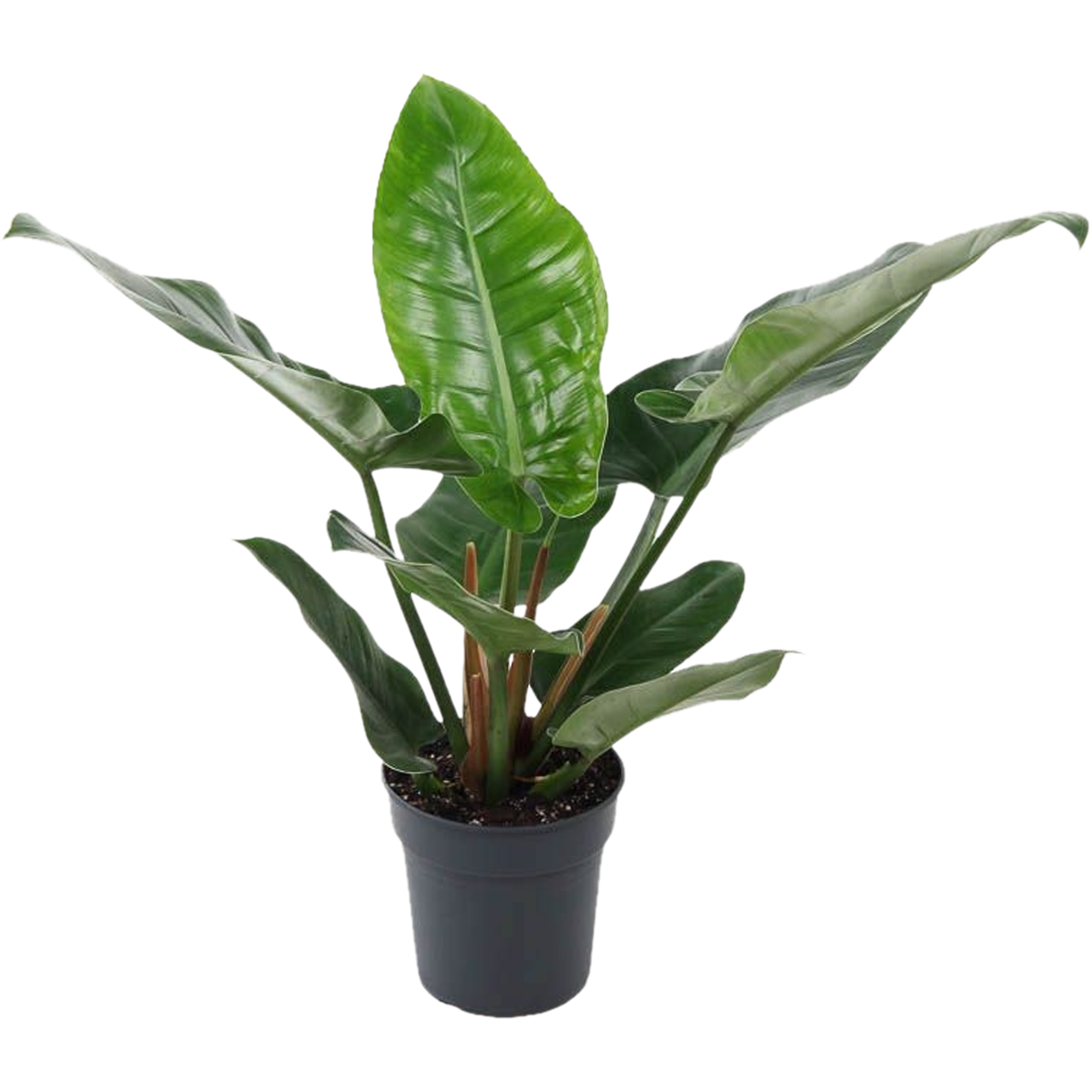 Filodendron Imperial Green 65-75 cm