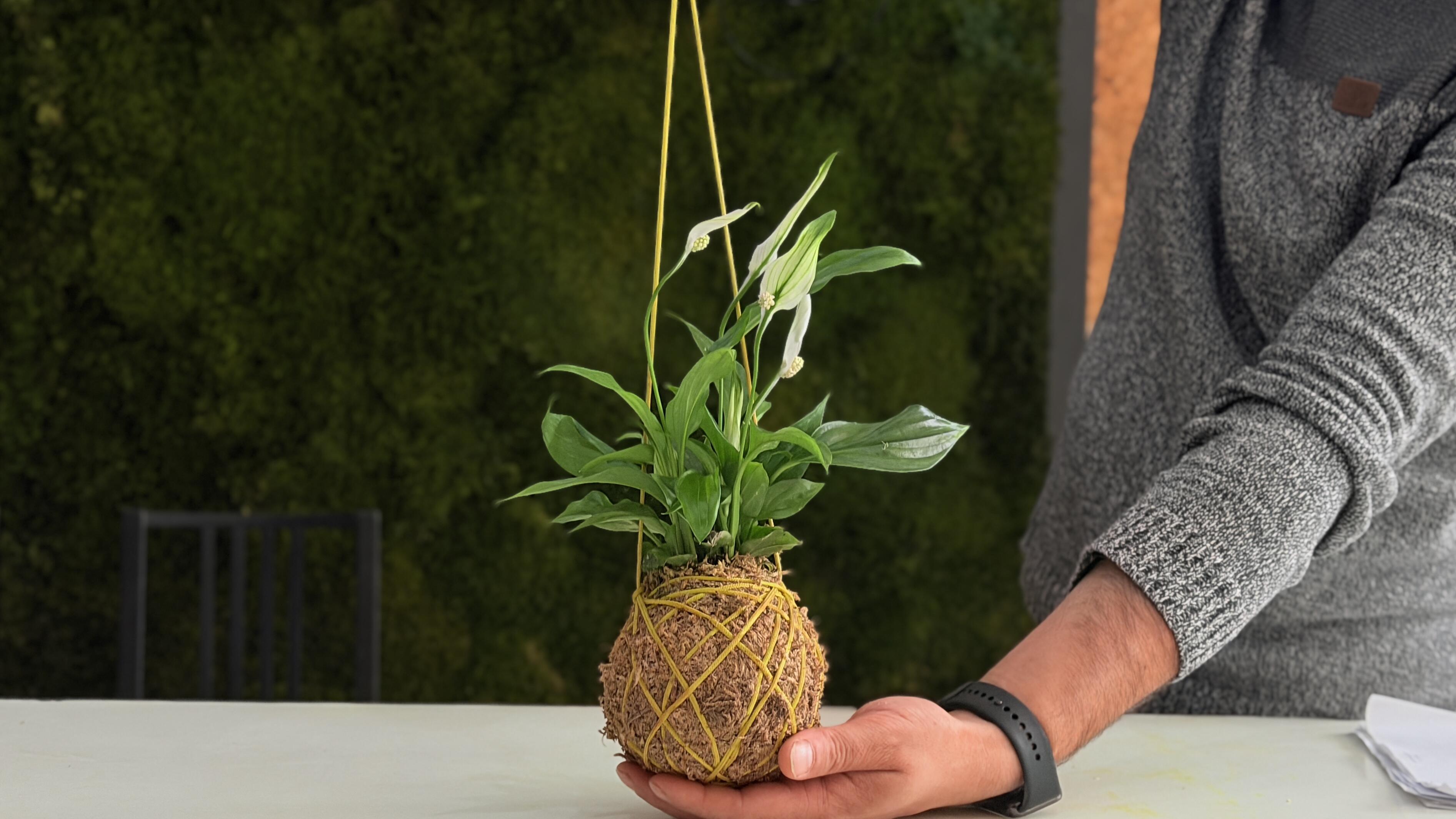 kokedama