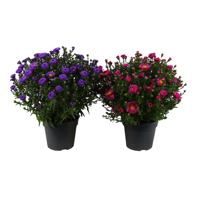 Aster mix kolorów 45 cm