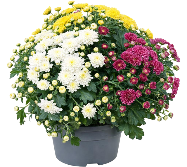 Chryzantema Bieder Carnaval  mix 24 cm