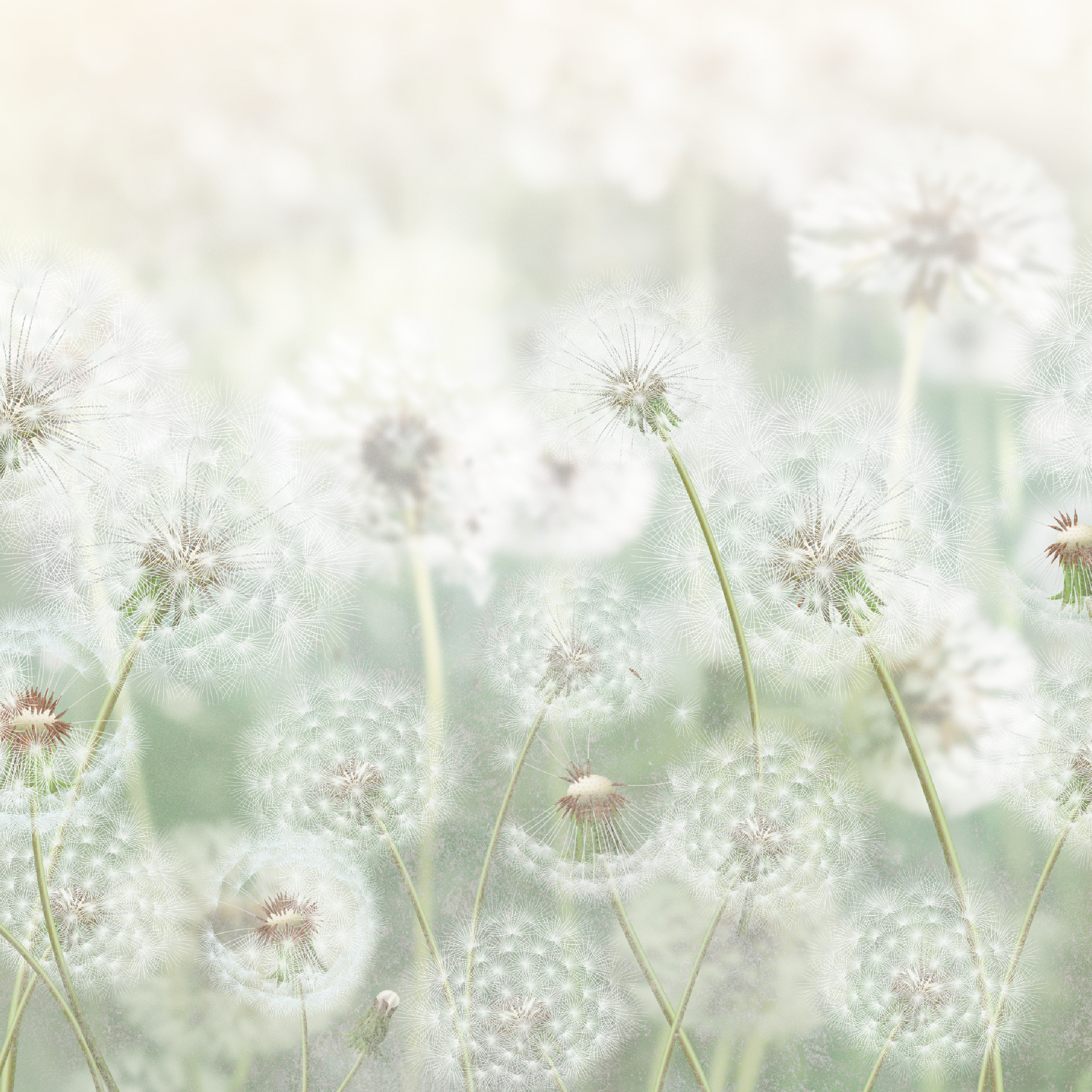 Mural Meadow dmuchawce 300 x 280 cm delikatna struktura