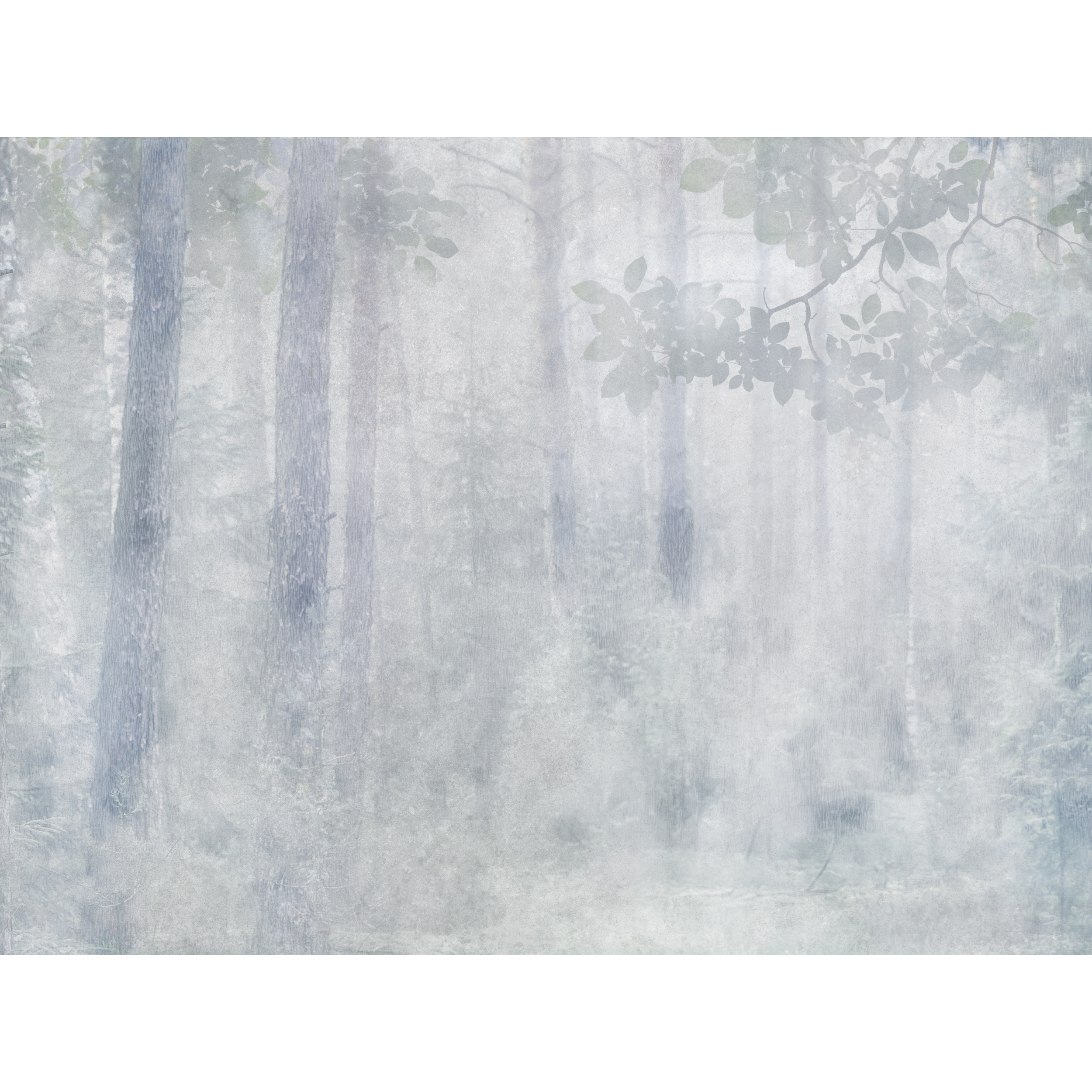 Mural Misty Las 400 x 280 cm struktura płótna