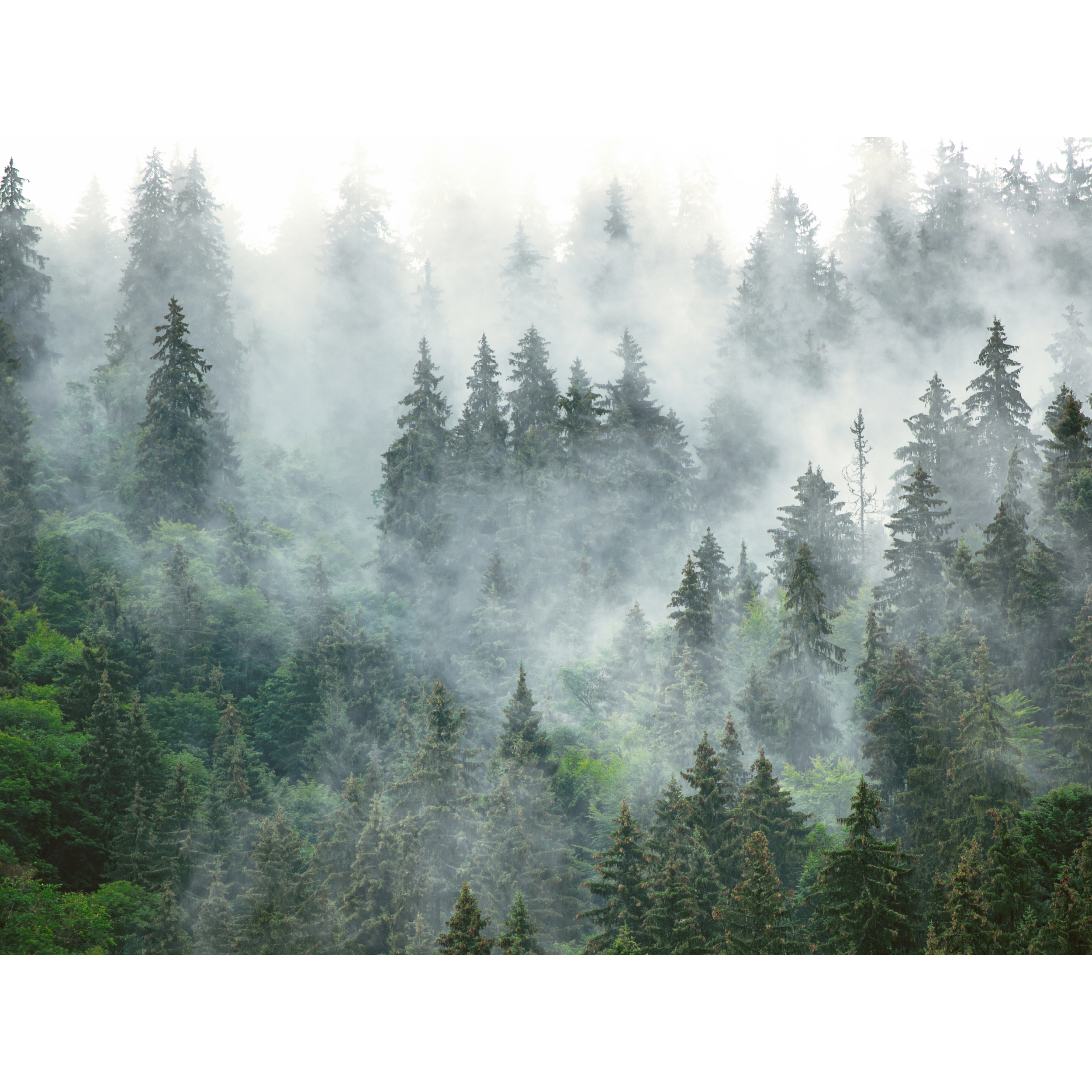Mural Forest las we mgle 400 x 280 cm struktura Art
