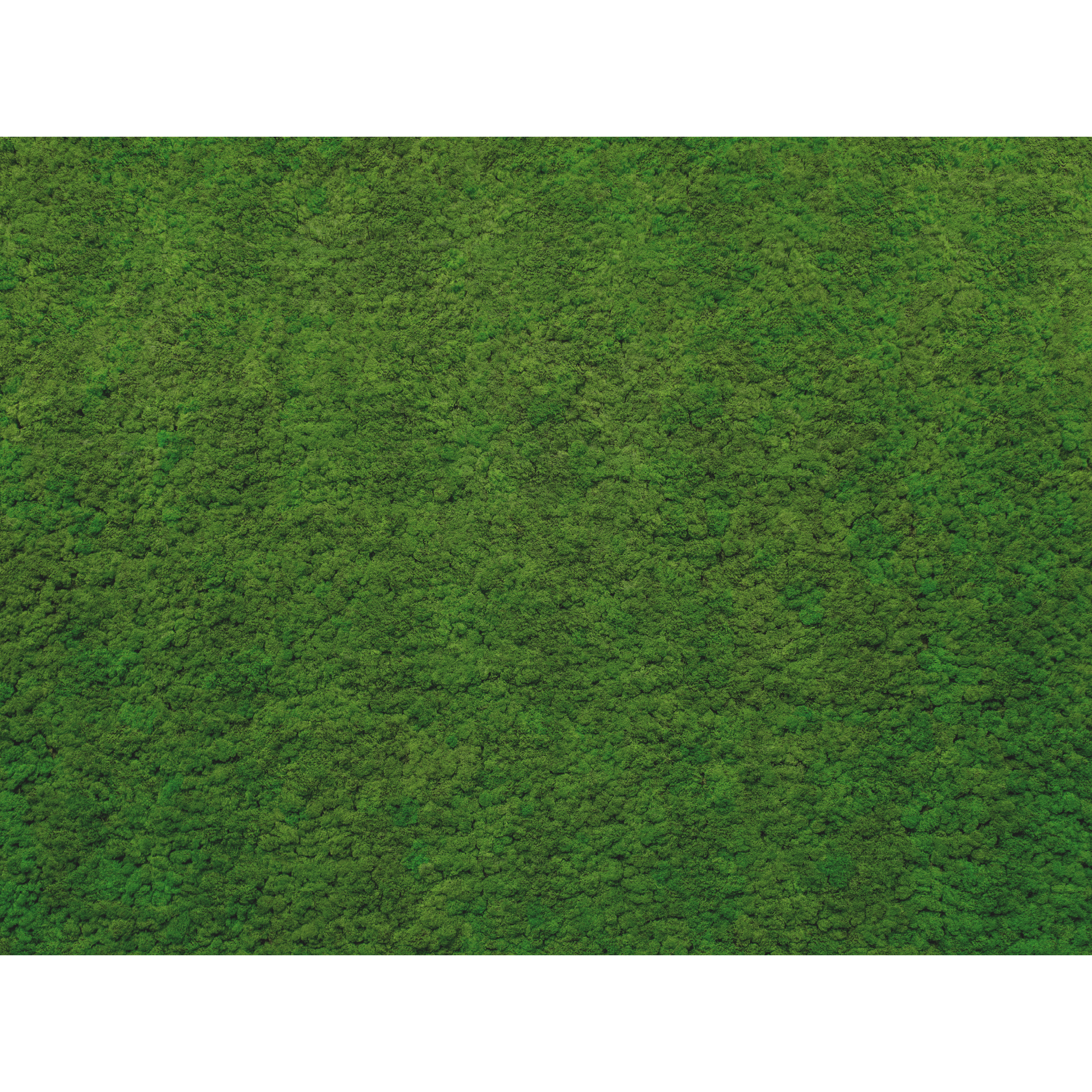 Mural Moss zielona ściana 400 x 280 cm struktura płótna