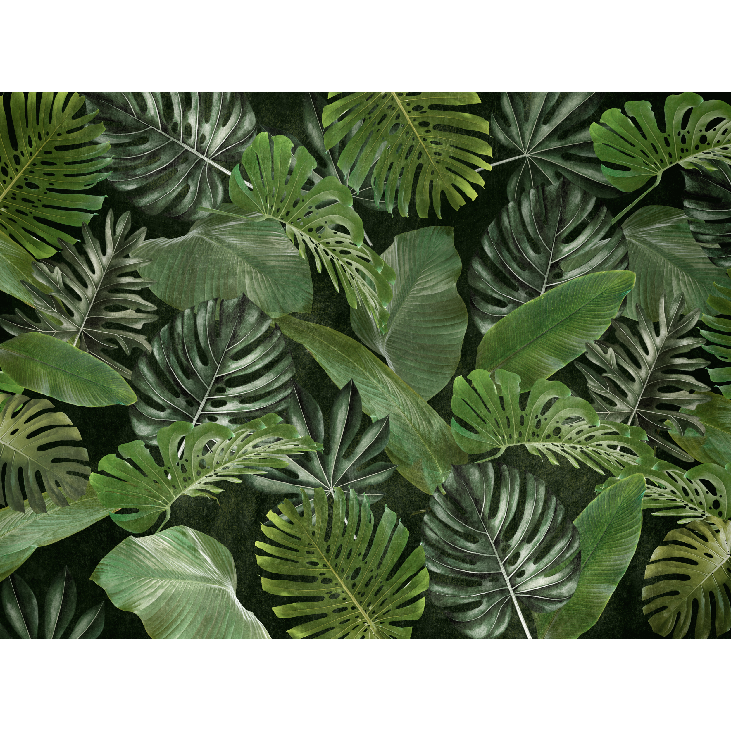 Mural Tropical egzotyczne liście 400 x 280 cm delikatna struktura