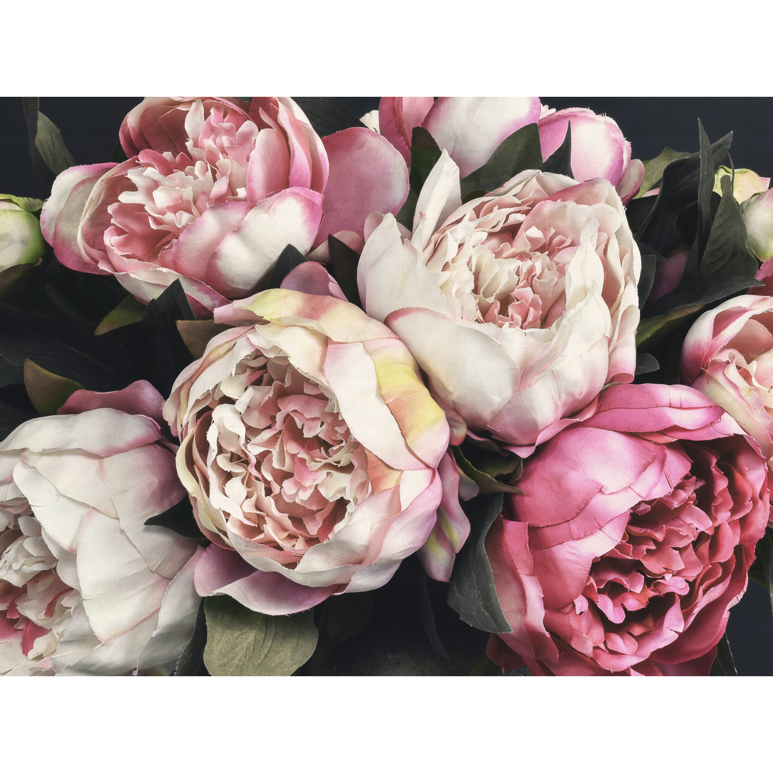 Mural Peony kwiaty peoni 400 x 280 cm struktura Art