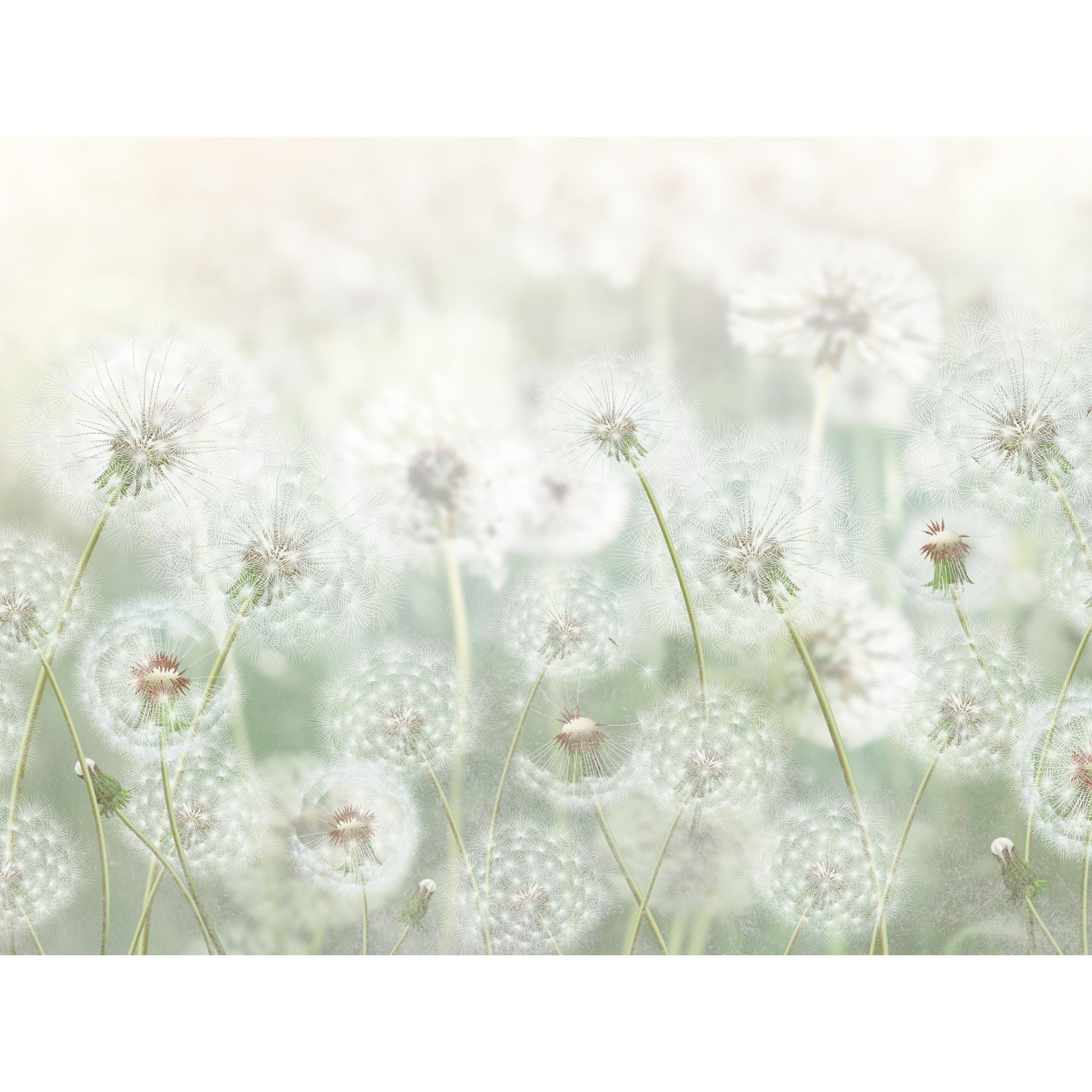 Mural Meadow dmuchawce 400 x 280 cm struktura Art