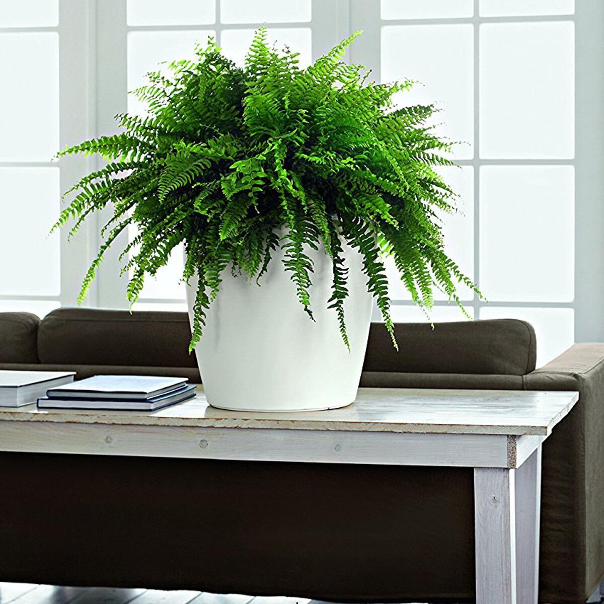 Vaso autoirrigante Classico Color LECHUZA in polipropilene bianco H 40 x ø 43 cm - 3