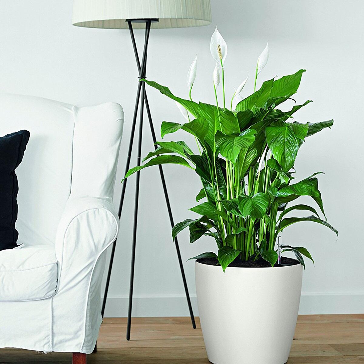 Vaso autoirrigante Classico Color LECHUZA in polipropilene bianco H 40 x ø 43 cm - 2