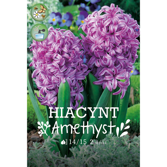 Cebulki hiacyntu Amethyst 2 szt. 
