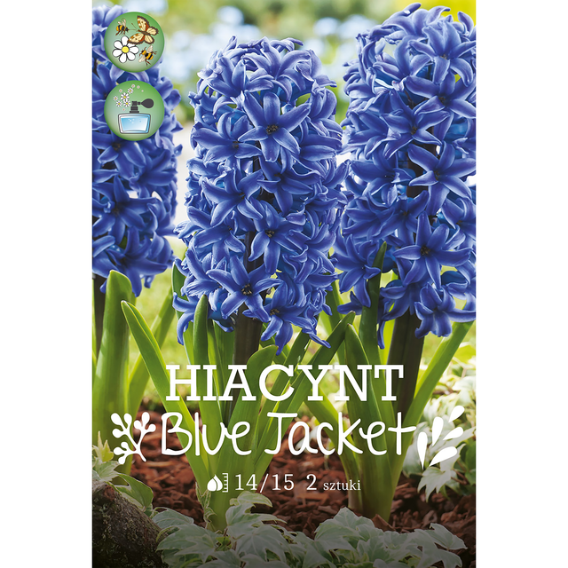 Cebulki hiacyntu Blue Jacket 2 szt. 