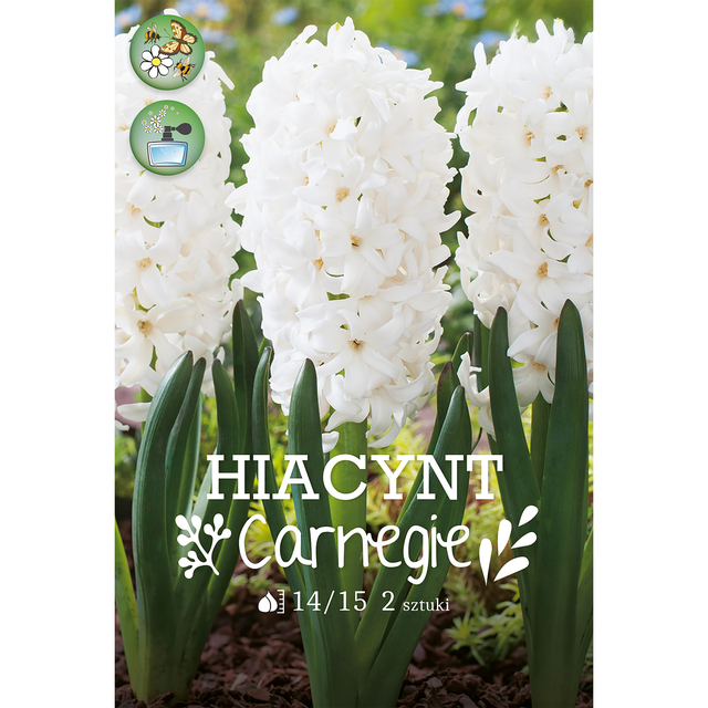 Cebulki hiacyntu Carnegie 2 szt. 