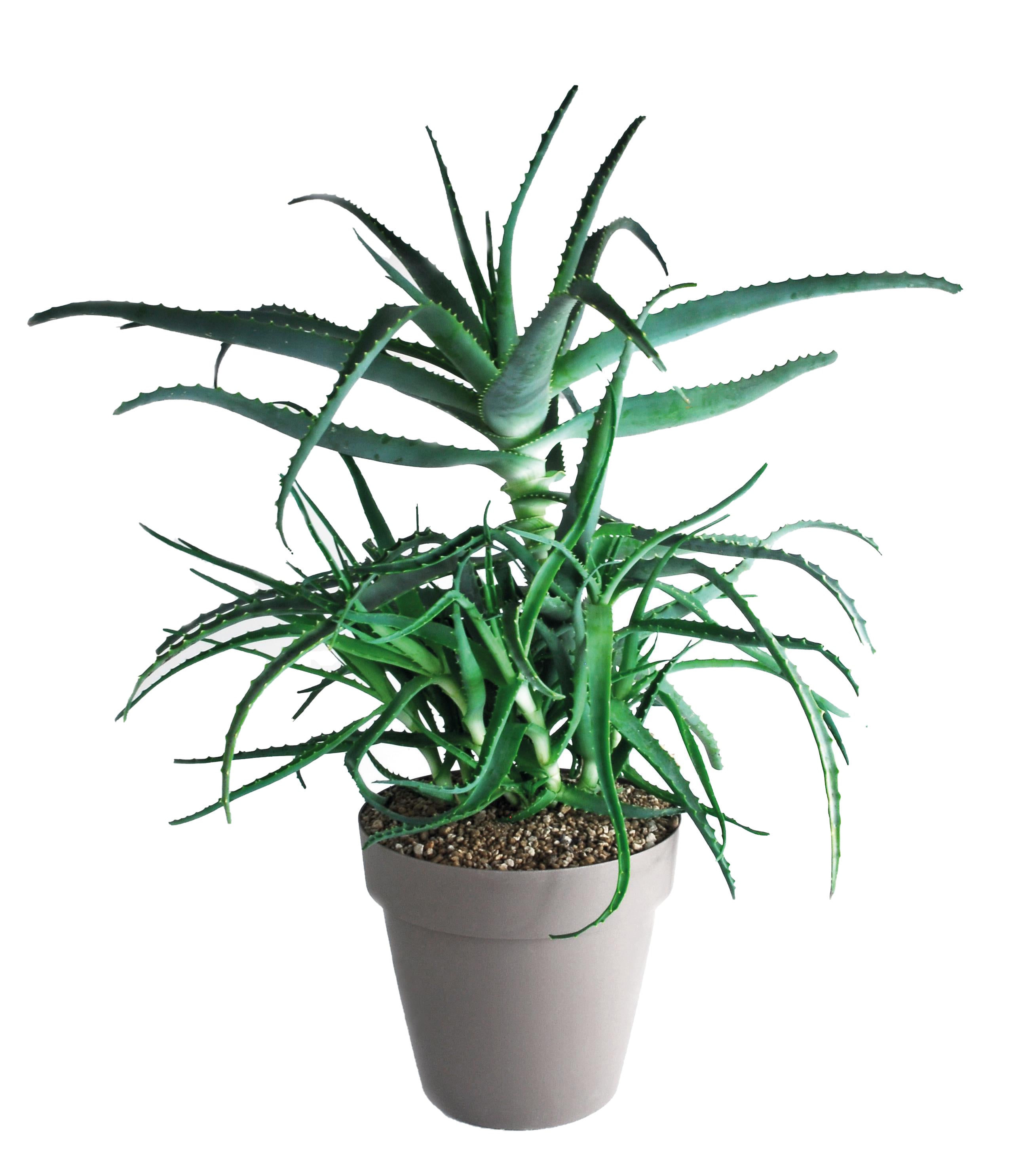 Pianta di aloe arborescens da interno vaso  25 cm | Leroy Merlin