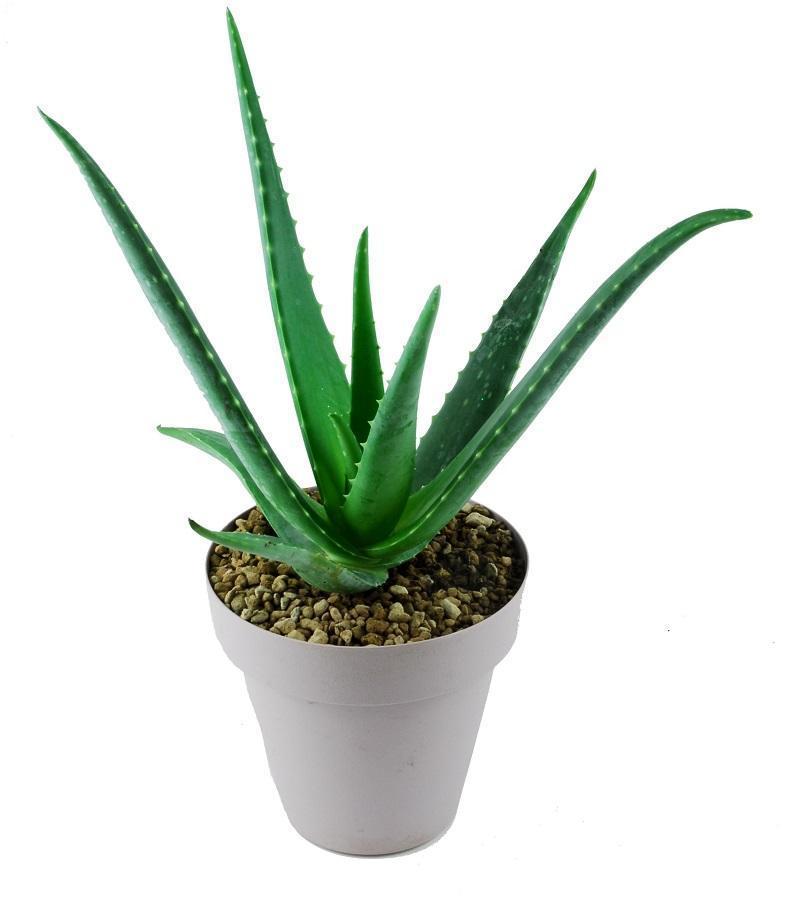 Showtechnic - Pianta di aloe vera, pianta artificiale, 60 cm - europal