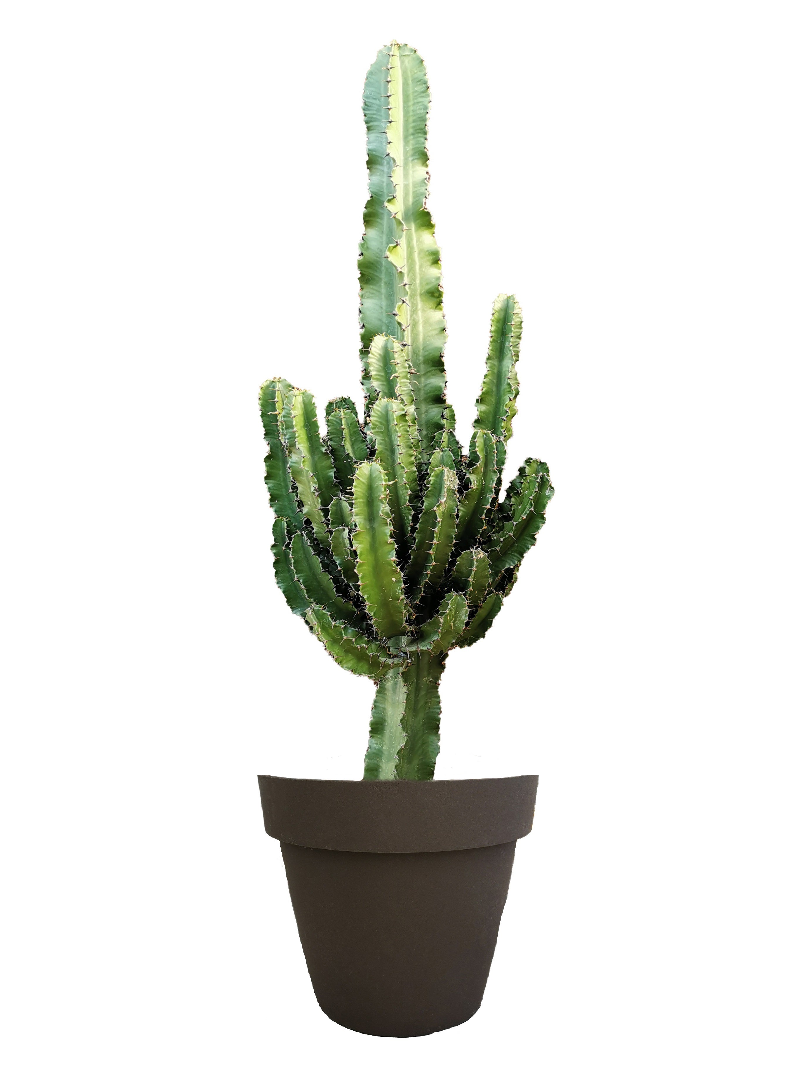 Vaso Teraplast Classic 45 Cm - Realizzato In Italia, Per Agrumi E Piante Ornamentali