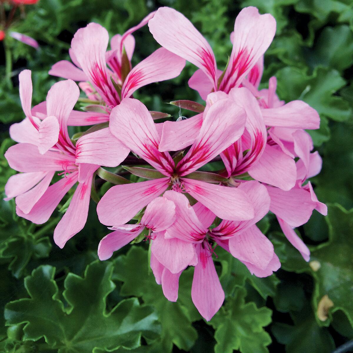 Concime liquido FLORTIS per pianta fiorita 1.5 L - 4