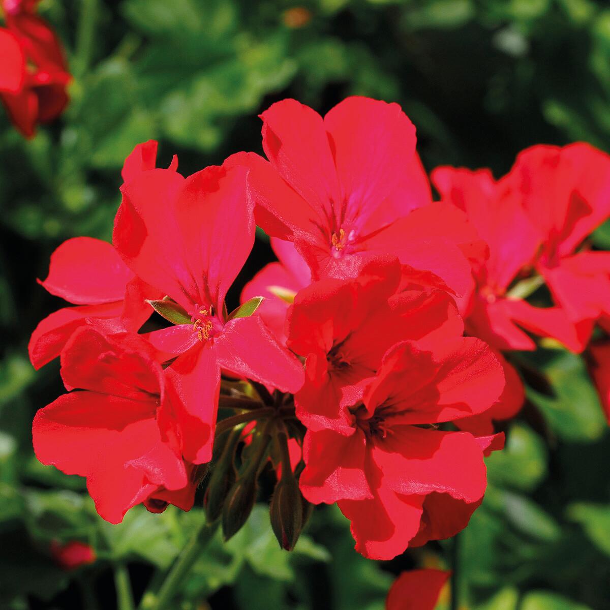 Concime liquido FLORTIS per pianta fiorita 1.5 L - 3