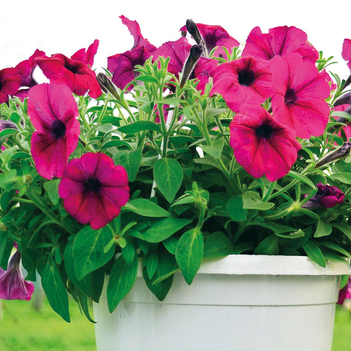 Concime liquido FLORTIS per pianta fiorita 1.5 L - 2