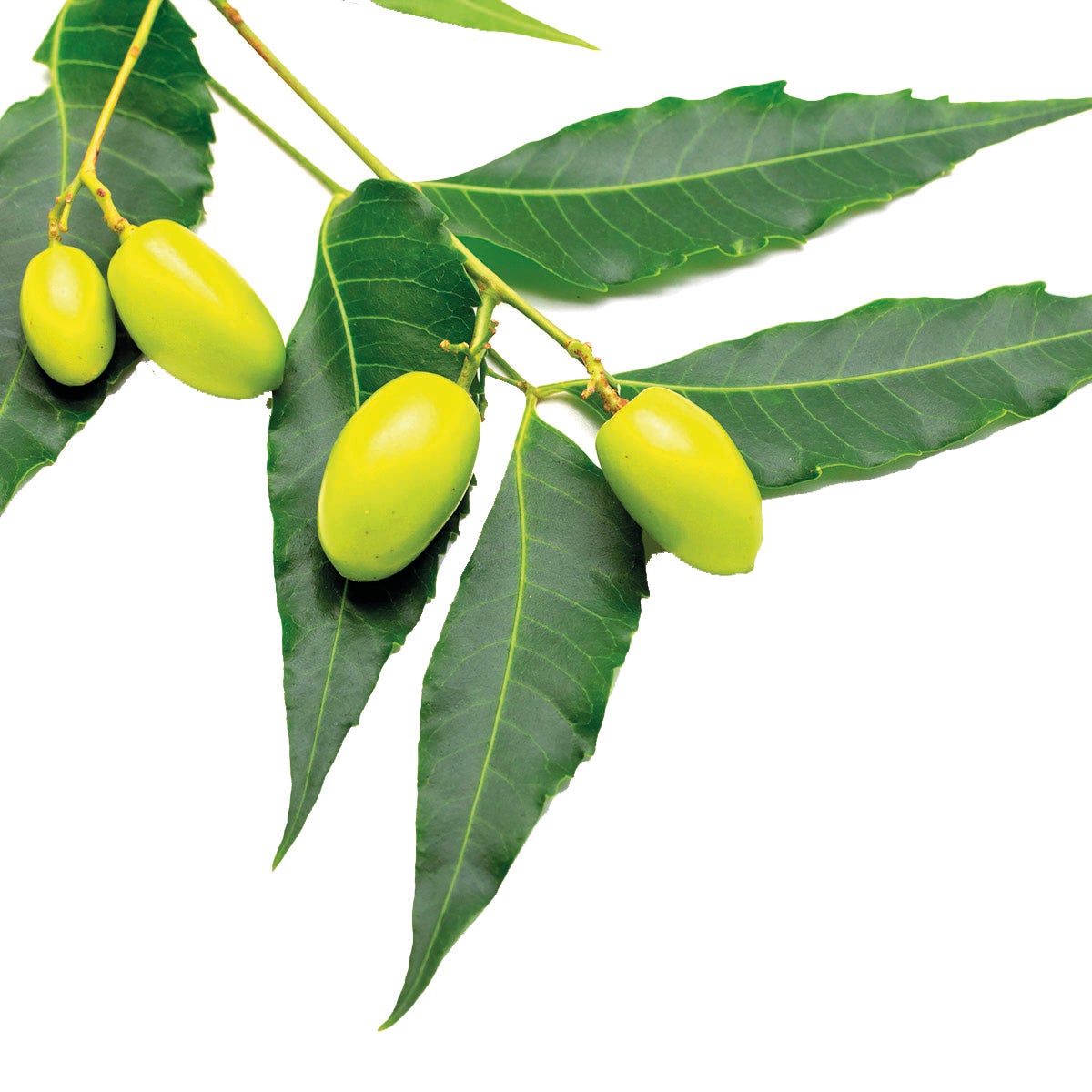 Repellente liquido per formiche FLORTIS 1000 ml per ambienti fino a 14000 m² - 2