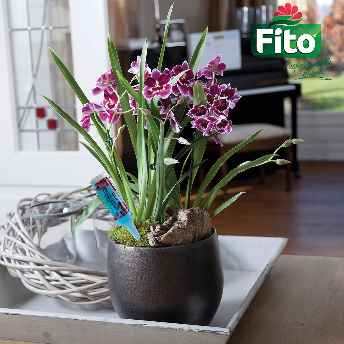 Concime liquido FITO per orchidea 0.03 kg - 2